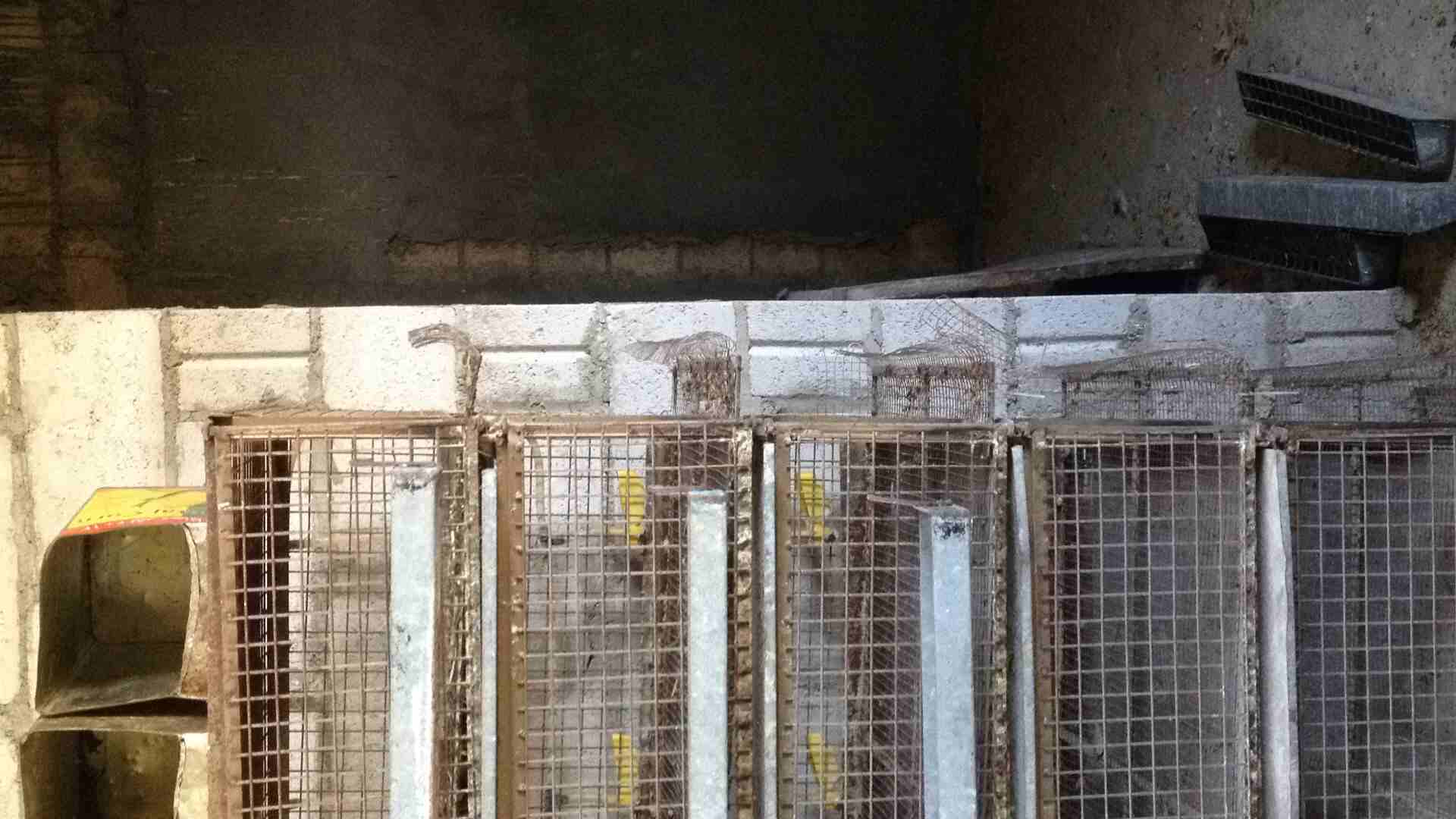 قفص للبيع او البدل                                            


	 				لا تنسَ أنك شاهدت هذا الإعلان في عنكبوت            
	 				
                            قفص ارتفاع (180) سم عرض متر عمق (65)سم...