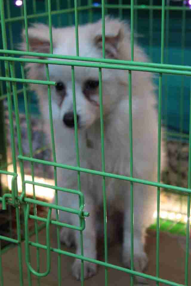 كلاب للبيع dogs for sale
لا تنسَ أنك شاهدت هذا الإعلان في عنكبوت
For sale
1-جراء هاسكي عمر 4...