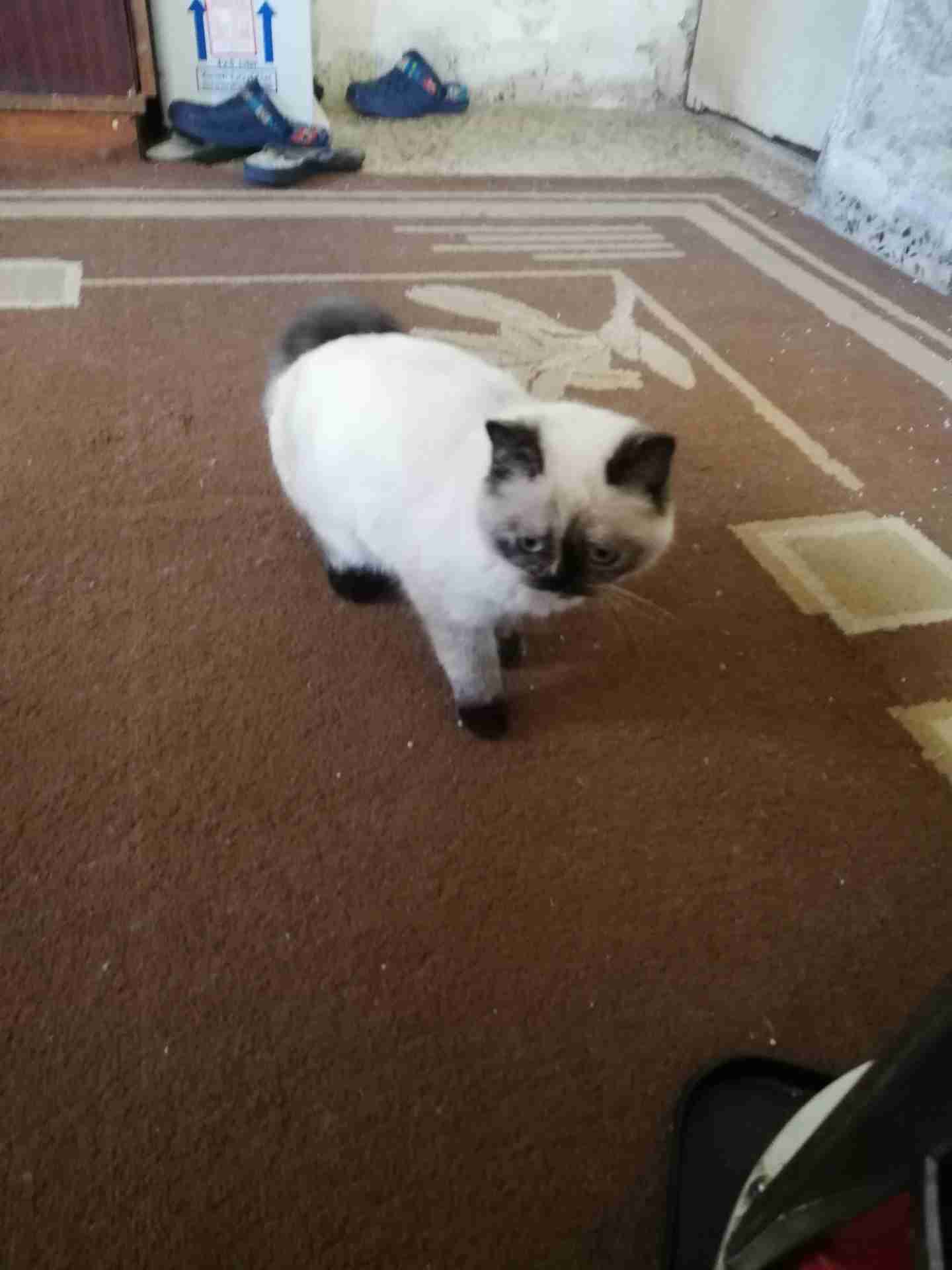 انثى سيامي بيور عمر ست شهور سعر حرق
لا تنسَ أنك شاهدت هذا الإعلان في عنكبوت
قطه سيامي انثى عم...