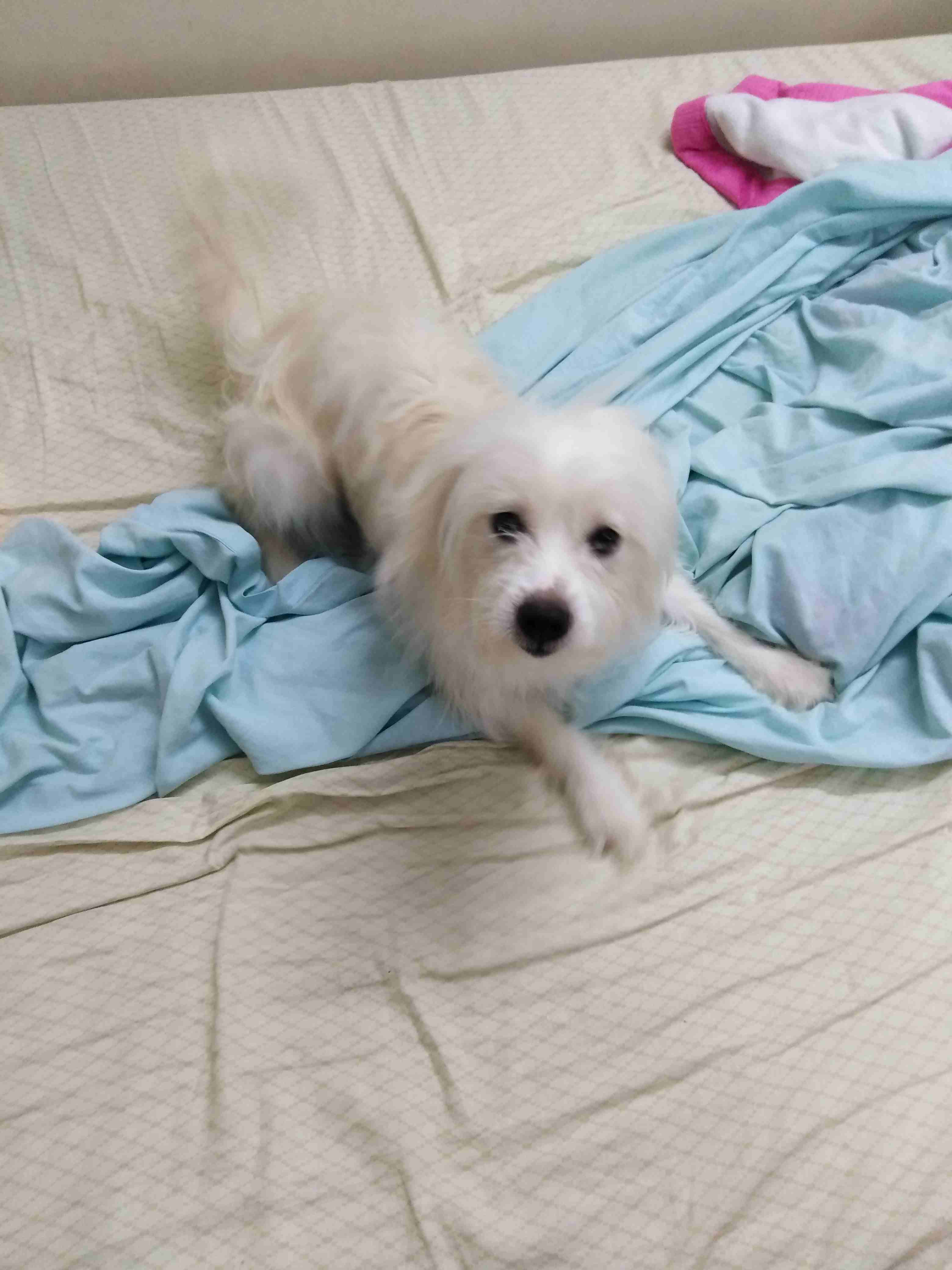 Selling dog                                            


	 				لا تنسَ أنك شاهدت هذا الإعلان في عنكبوت            
	 				
                            Maltese x Japanese Spitz...