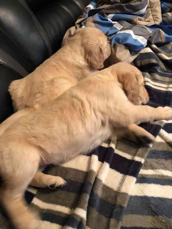 قولدين ريتريفر / golden retriever
لا تنسَ أنك شاهدت هذا الإعلان في عنكبوت
جراوه جولدين ريتريف...