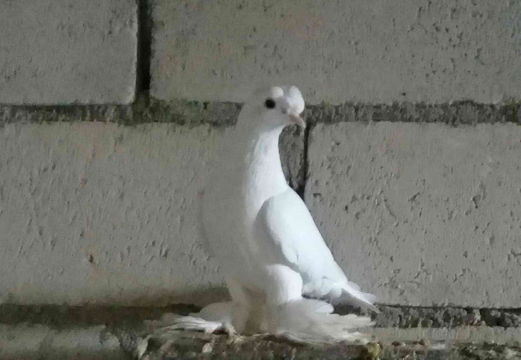 للبيع أو للبدل ذكر مكاوي ومخلوف وذكر بوز على حب او فنجز
لا تنسَ أنك شاهدت هذا الإعلان في عنكبوت...