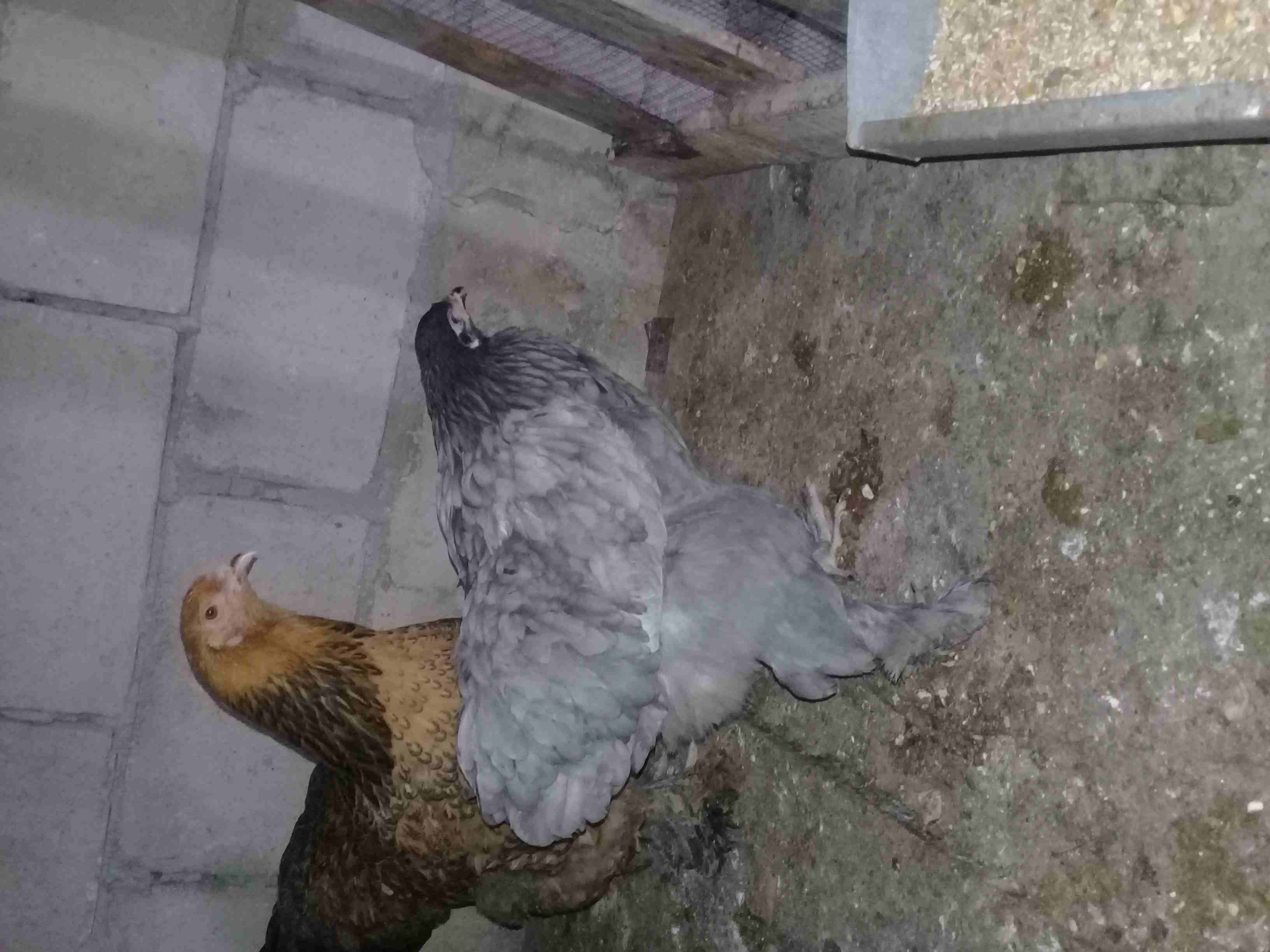دجاج براهمه للبيع على وجه شغل صحه بالصلاة على النبي
لا تنسَ أنك شاهدت هذا الإعلان في عنكبوت
دجاج...