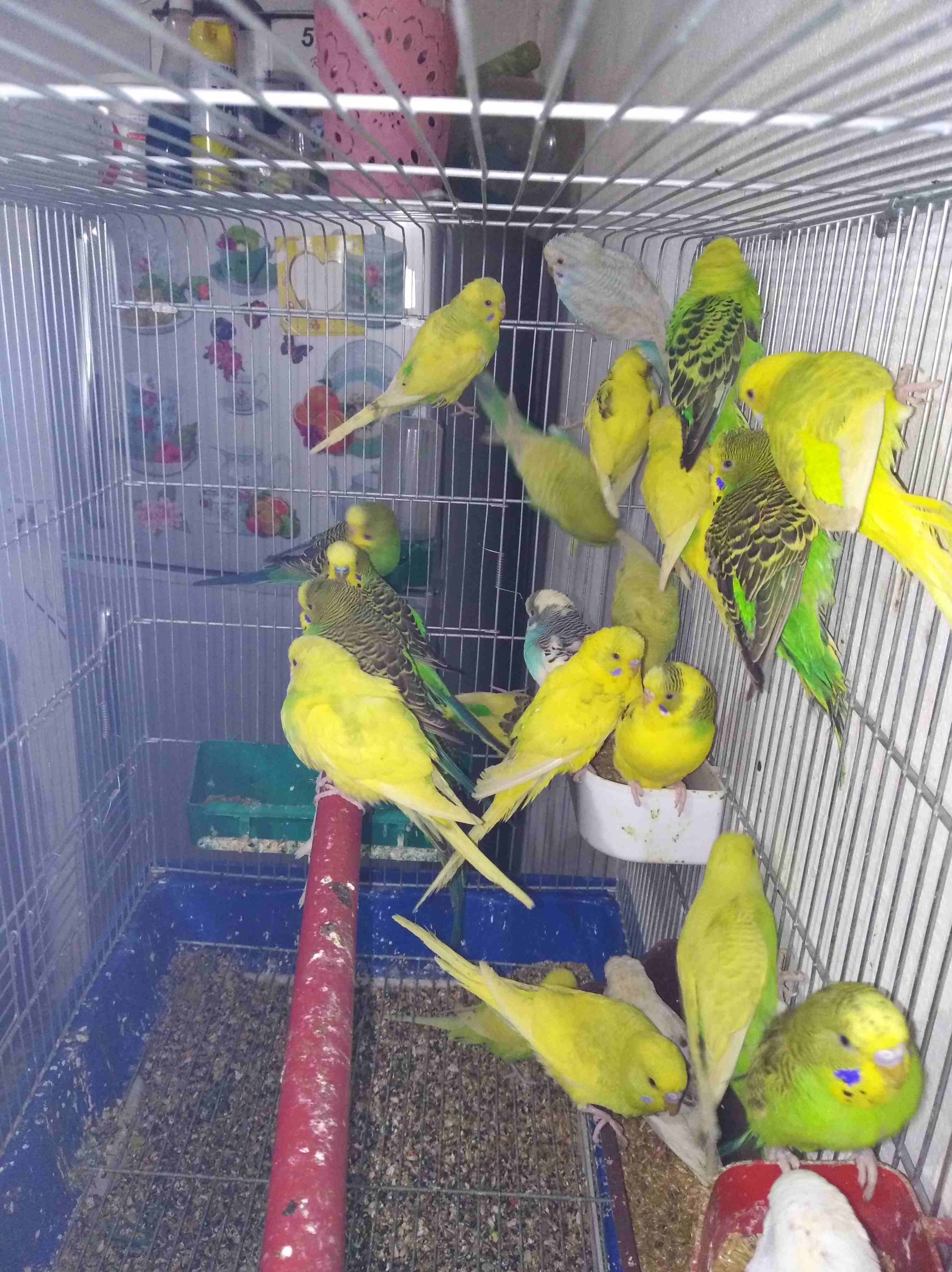 بسم الله الرحمن الرحيم
13 جوز حب أغلبهم طوير اميااات للبيع اسعر حرررررررق حرررر
لا تنسَ أنك شاهدت هذا الإعلان في عنكبوت...