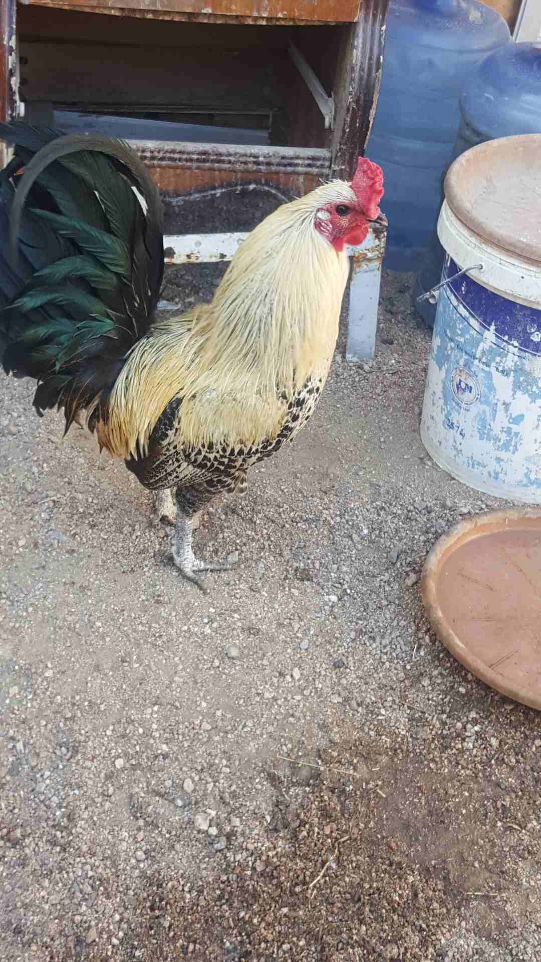 ديوك فححول للبيع
لا تنسَ أنك شاهدت هذا الإعلان في عنكبوت
ديك بلدي
ديك مصري فيومي
ممكن للبدل على...