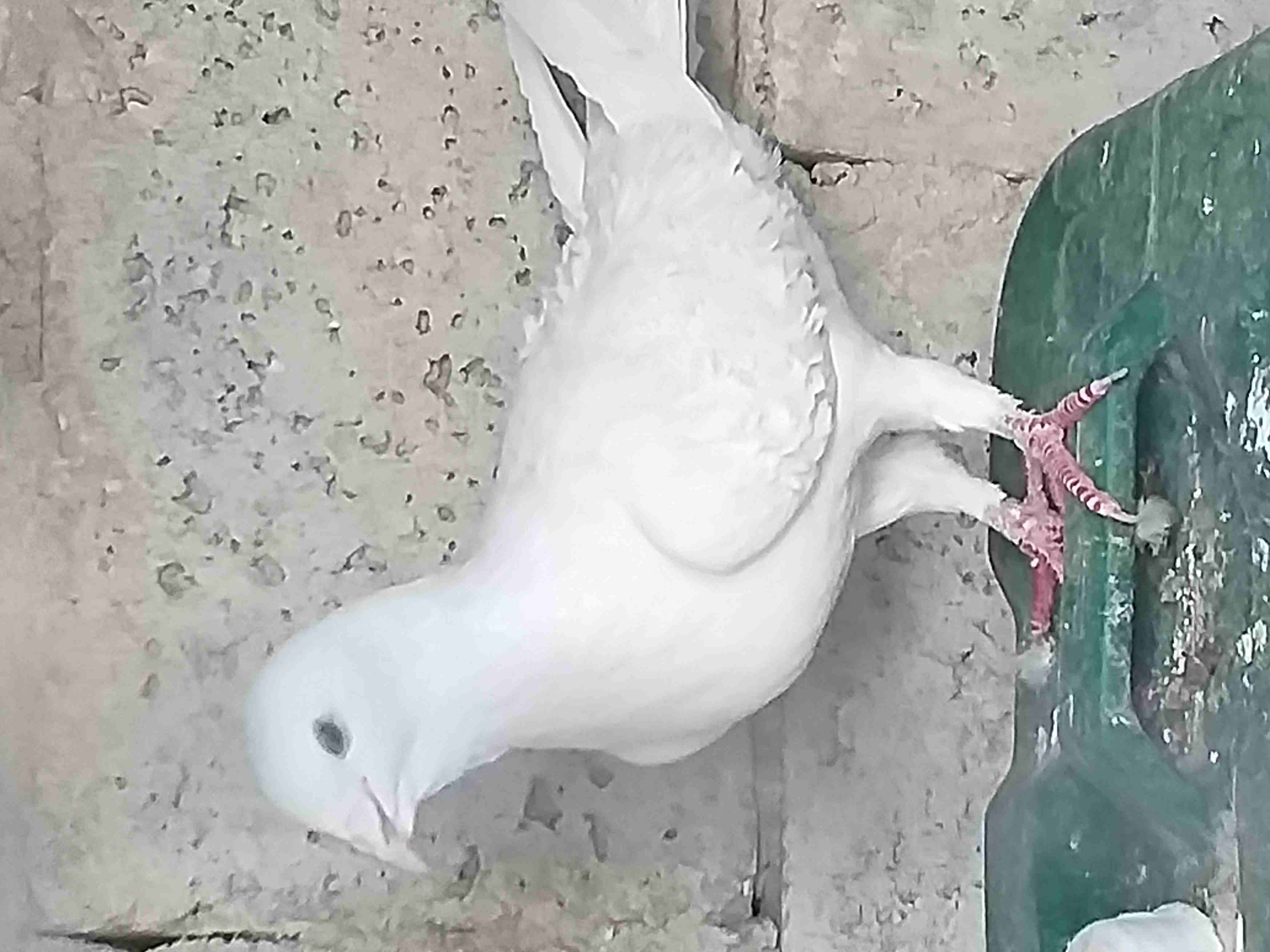 جوز برش ابيض جوز برش ازرق البيع في الرصيفة                                            


	 				لا تنسَ أنك شاهدت هذا الإعلان في عنكبوت            
	 				
                            جوز برش ابيض ج...