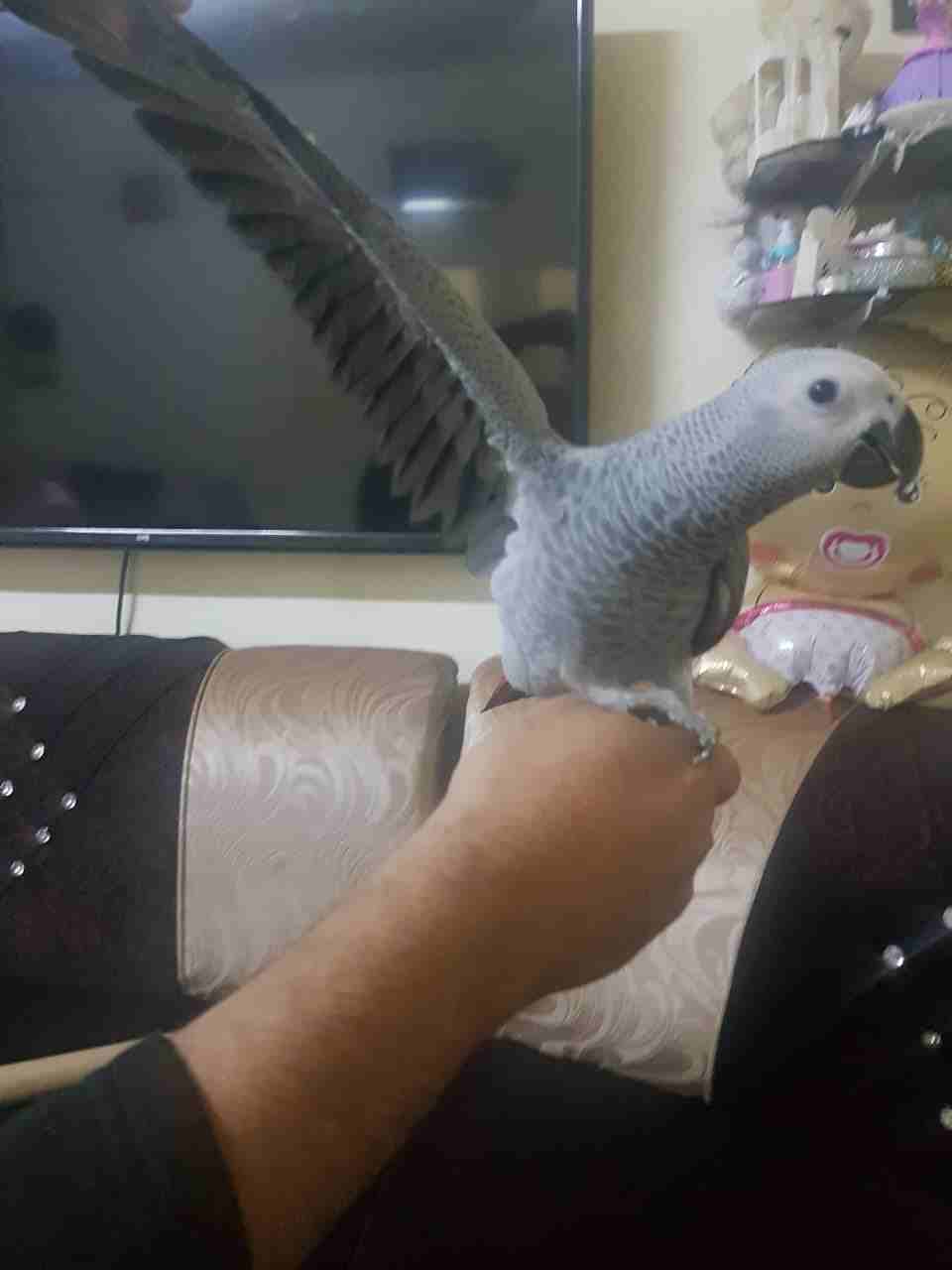 فرخ كاسكو للبيع
لا تنسَ أنك شاهدت هذا الإعلان في عنكبوت
فرخ كاسكو حجل ذهبي راس طير عمره من 5 الى...