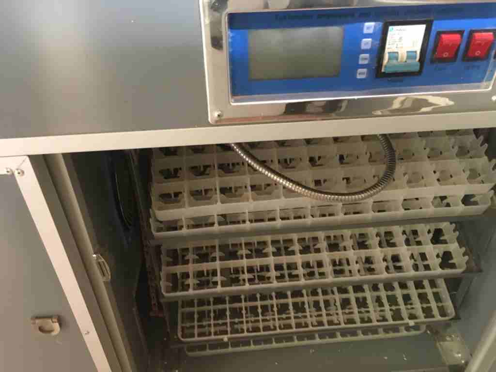 فقاسة جديدة فل توماتيك للبيع النقدي فقط                                            


	 				لا تنسَ أنك شاهدت هذا الإعلان في عنكبوت            
	 				
                            سعه 352 بيضة دجاج...