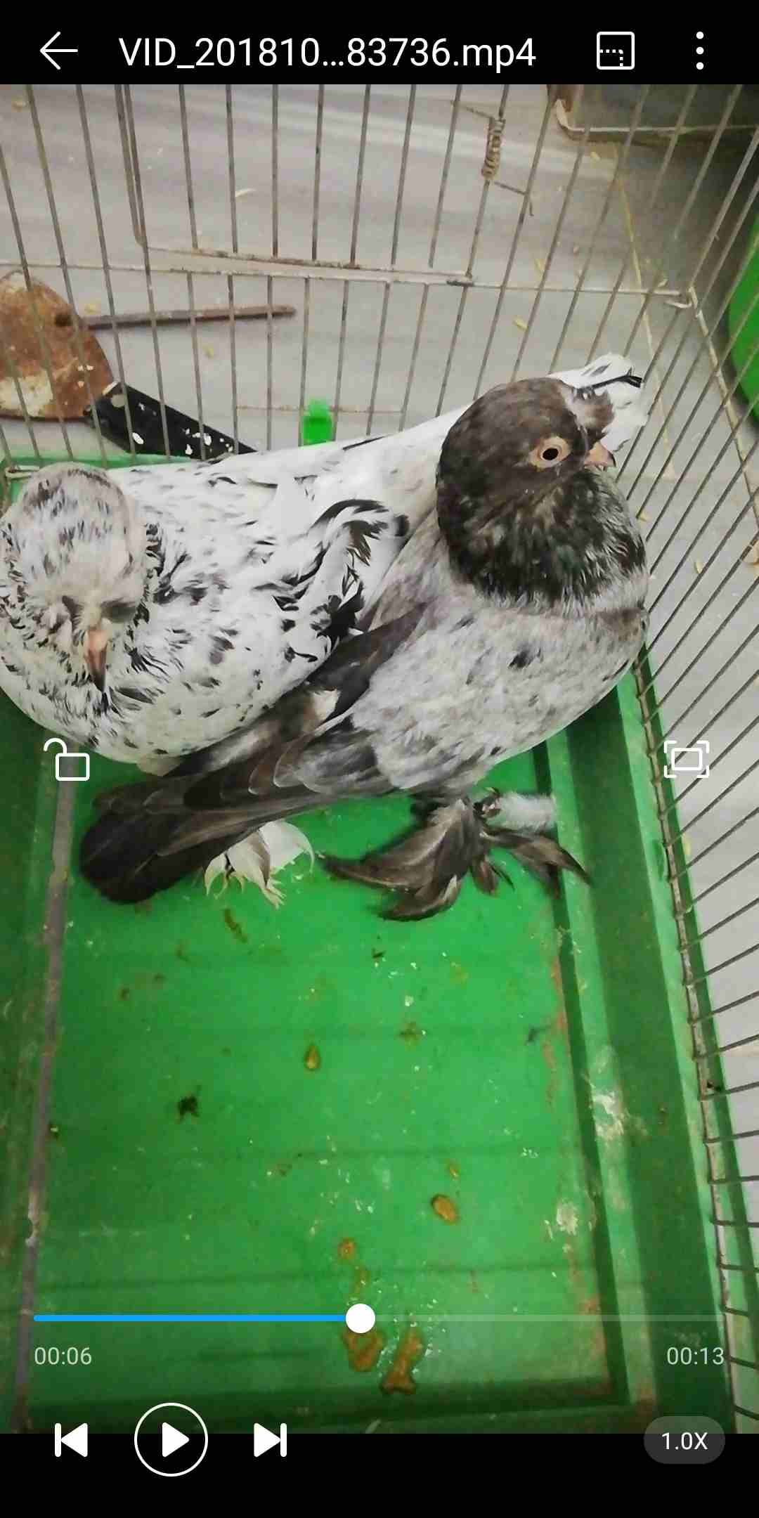 جواز قصات للبيع
لا تنسَ أنك شاهدت هذا الإعلان في عنكبوت
ماشاء الله تبارك الله
جوز مكاويات قراقطه...