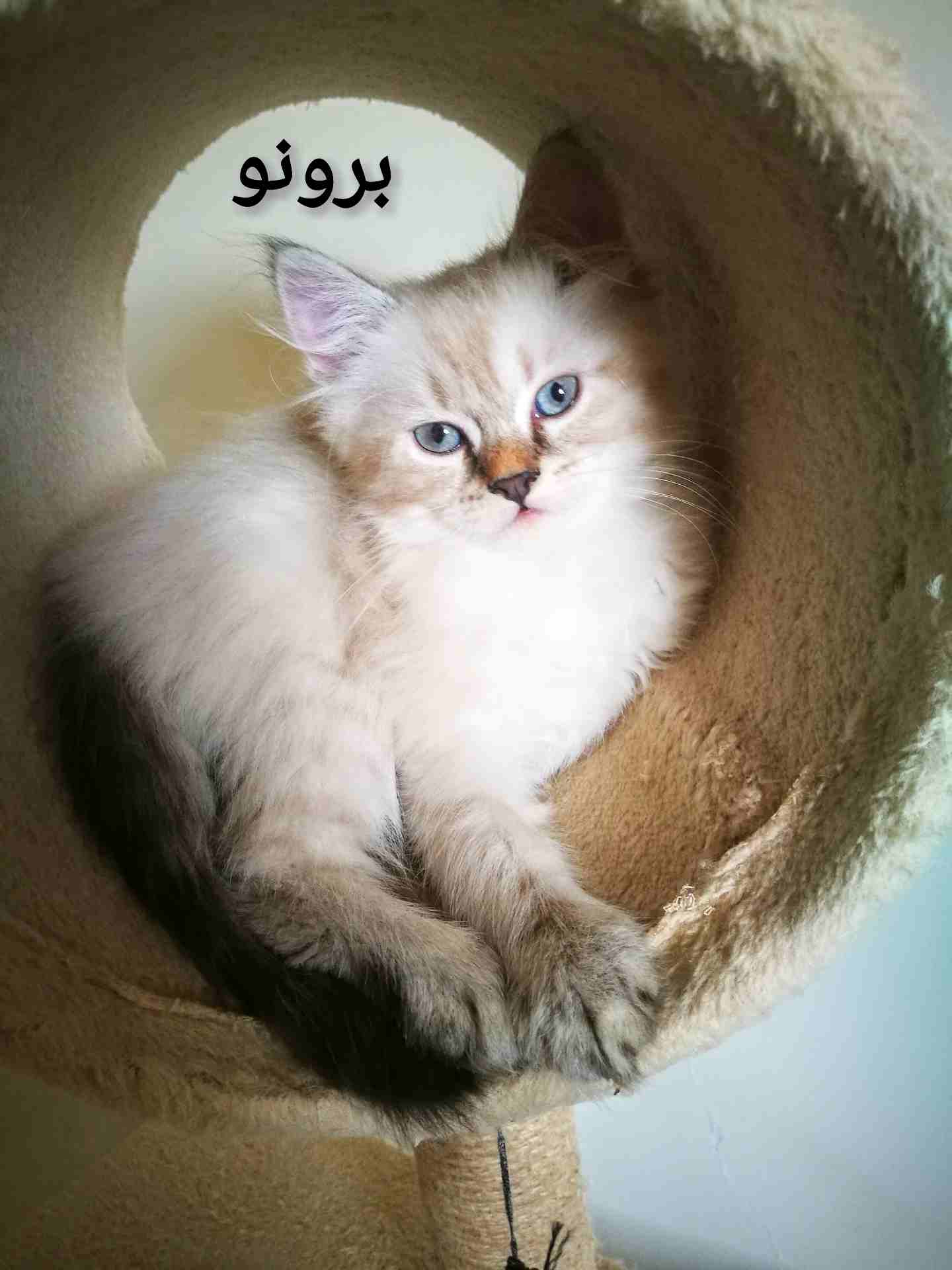 كيتنز هيمالايا شيرازي عمرهم شهرين
لا تنسَ أنك شاهدت هذا الإعلان في عنكبوت
سلام عليكم ورحمة الله
ك...