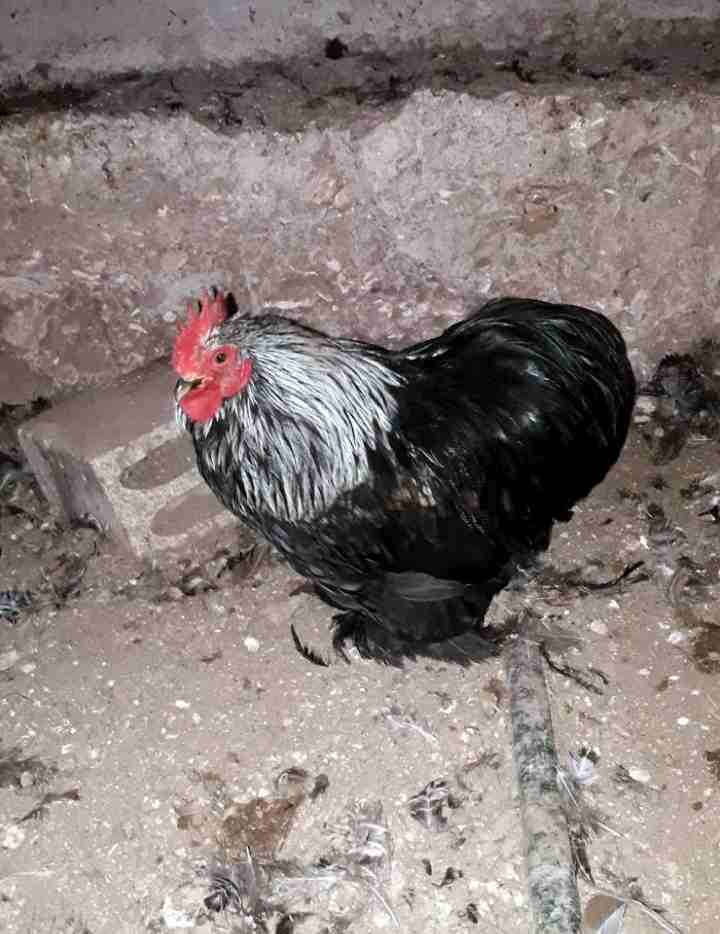 جوز دجاج كوشن مفطبل للبيع                                            


	 				لا تنسَ أنك شاهدت هذا الإعلان في عنكبوت            
	 				
                            جوز دجاج كوشن جاجة وديك للبيع
ق...