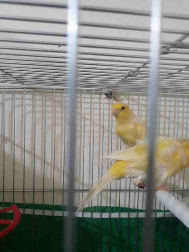 3اجواز كنار مفتلات وفي جوز مكنبرات للبيع بسعر مغري وفي حبه مفتله زيتوني مفتل
لا تنسَ أنك شاهدت هذا الإعلان في عنكبوت...