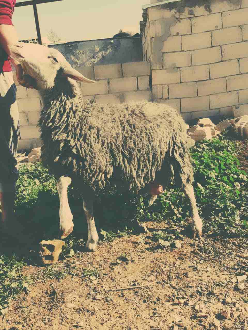 نعاج عساف اصلي للبيع او للبدل عل باص)(انا مجرد ناشر لا اتابع تعليقات)
لا تنسَ أنك شاهدت هذا الإعلان في عنكبوت...