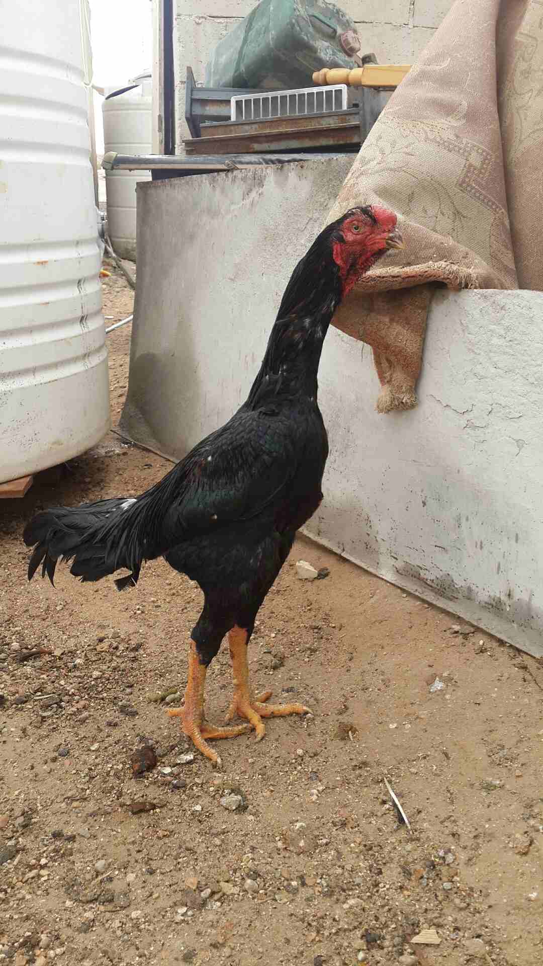 ديك دجاج باكستاني ءلماني الون ءسود صحه ونظافه البيع السعر من الاخر 20 غير قابل ل                                            


	 				لا تنسَ أنك شاهدت هذا الإعلان في عنكبوت...