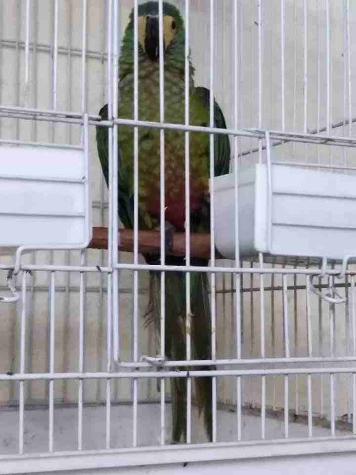 Red _Bellied مكاو                                            


	 				لا تنسَ أنك شاهدت هذا الإعلان في عنكبوت            
	 				
                            Red _Bellied مكاو...
