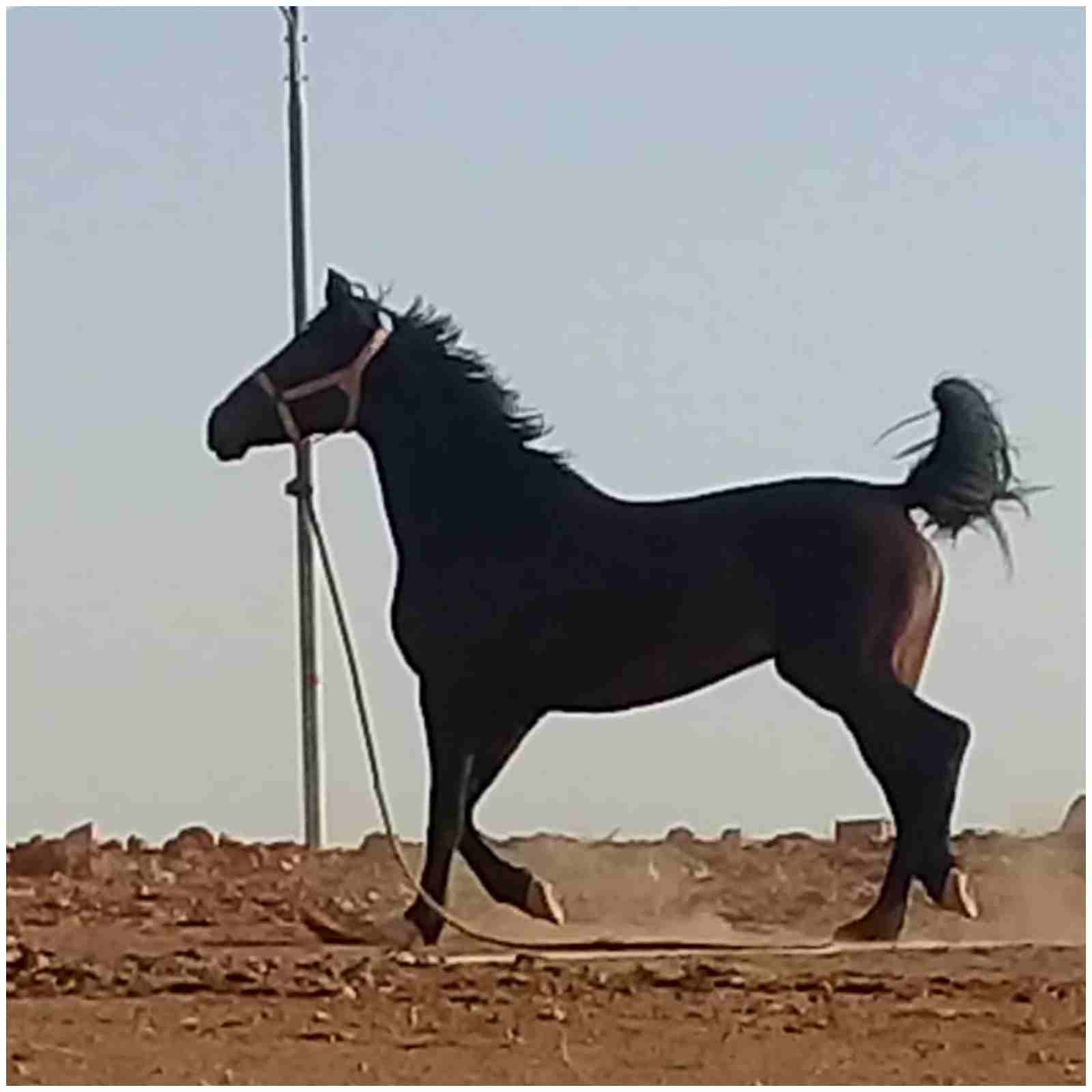فرس للبيع
لا تنسَ أنك شاهدت هذا الإعلان في عنكبوت
فرس طيبة طيبة للبيع العمر 8 سنوات
شيخة ركوب خا...