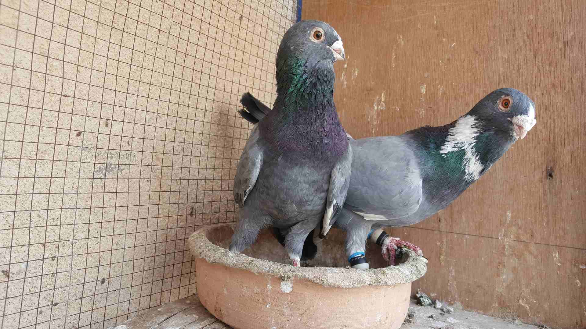 جواز للبيع او للبدل
لا تنسَ أنك شاهدت هذا الإعلان في عنكبوت
جوز مساويد سود بطردن على بيض
جوز كشا...