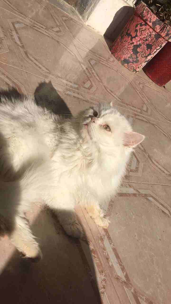 قطط للبيع ذكر وأنثى
لا تنسَ أنك شاهدت هذا الإعلان في عنكبوت
هملاي ابيض كامل شرازي ذكر العمر غير م...