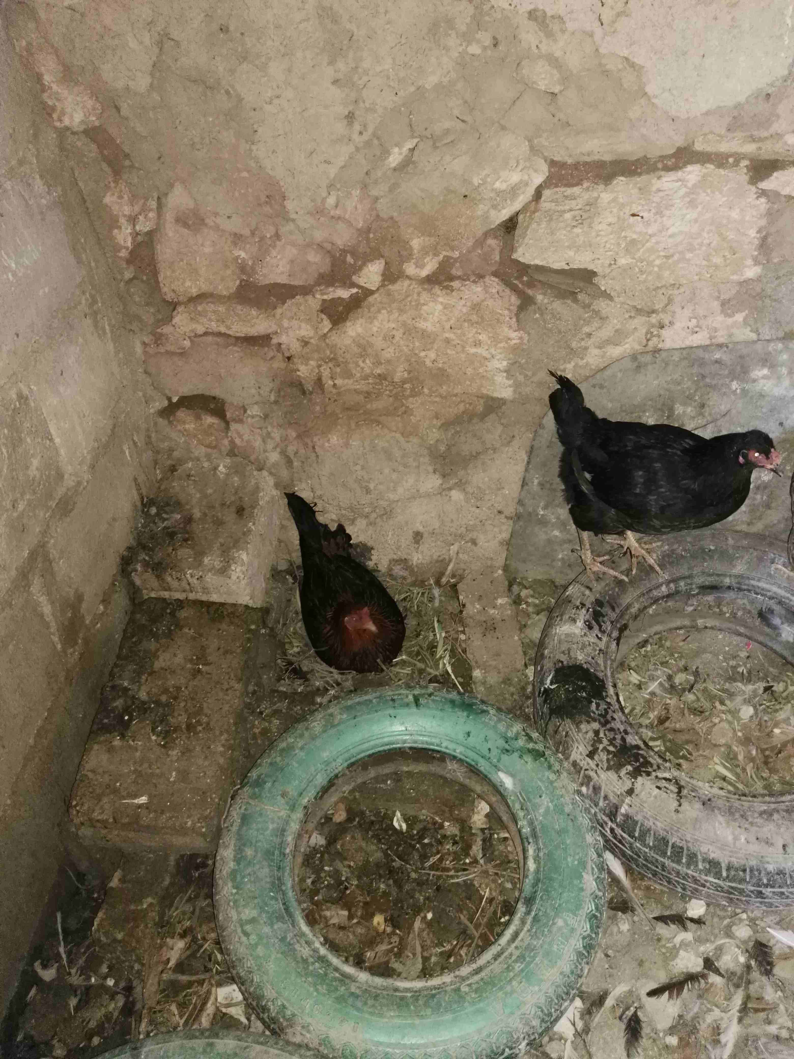 دجاج بلدي عدد 11 وديك ملحق مقزم                                            


	 				لا تنسَ أنك شاهدت هذا الإعلان في عنكبوت            
	 				
                            دجاج بلدي نخب بلصلاه ع ال...