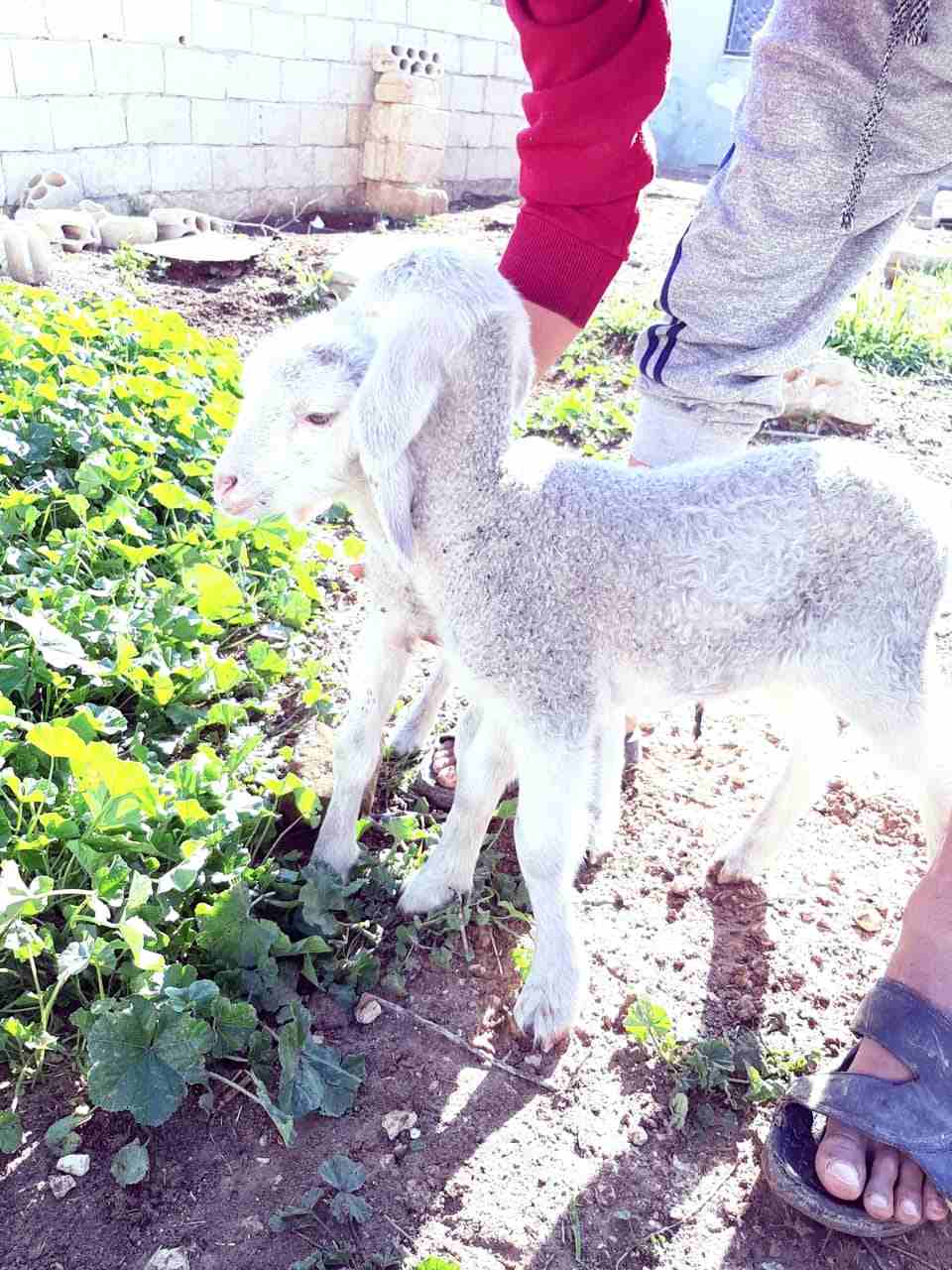 نعاج عساف اصلي للبيع او للبدل عل باص)(انا مجرد ناشر لا اتابع تعليقات)
لا تنسَ أنك شاهدت هذا الإعلان في عنكبوت...