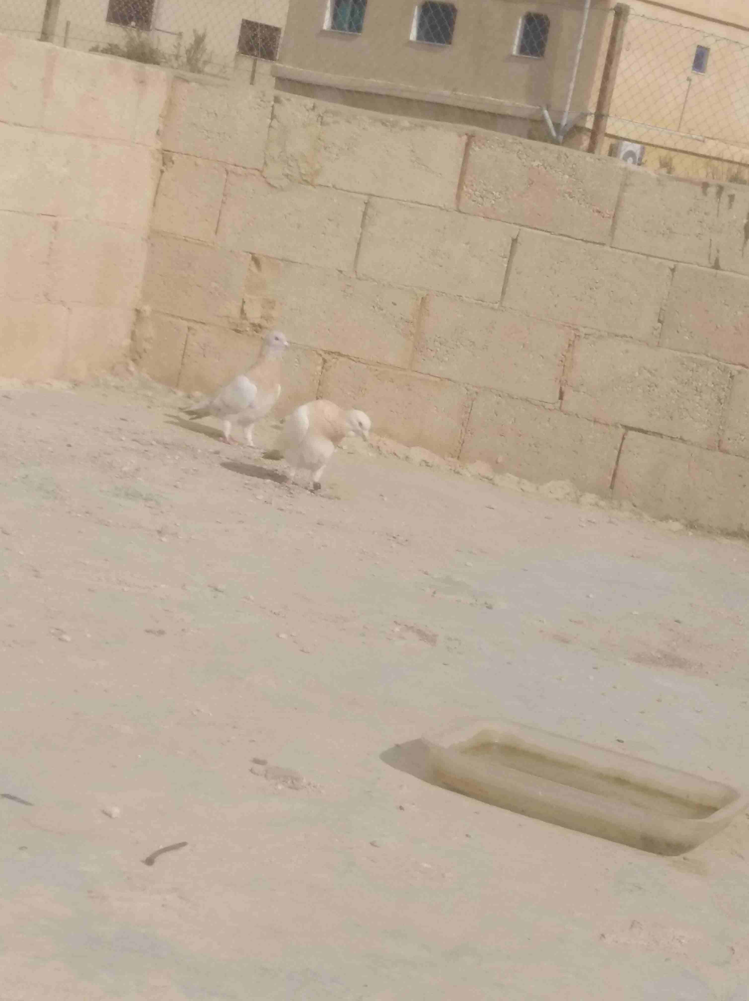جوز رحانيات للبيع بطردو عبيض                                            


	 				لا تنسَ أنك شاهدت هذا الإعلان في عنكبوت            
	 				
                            مادباا ذيبان...