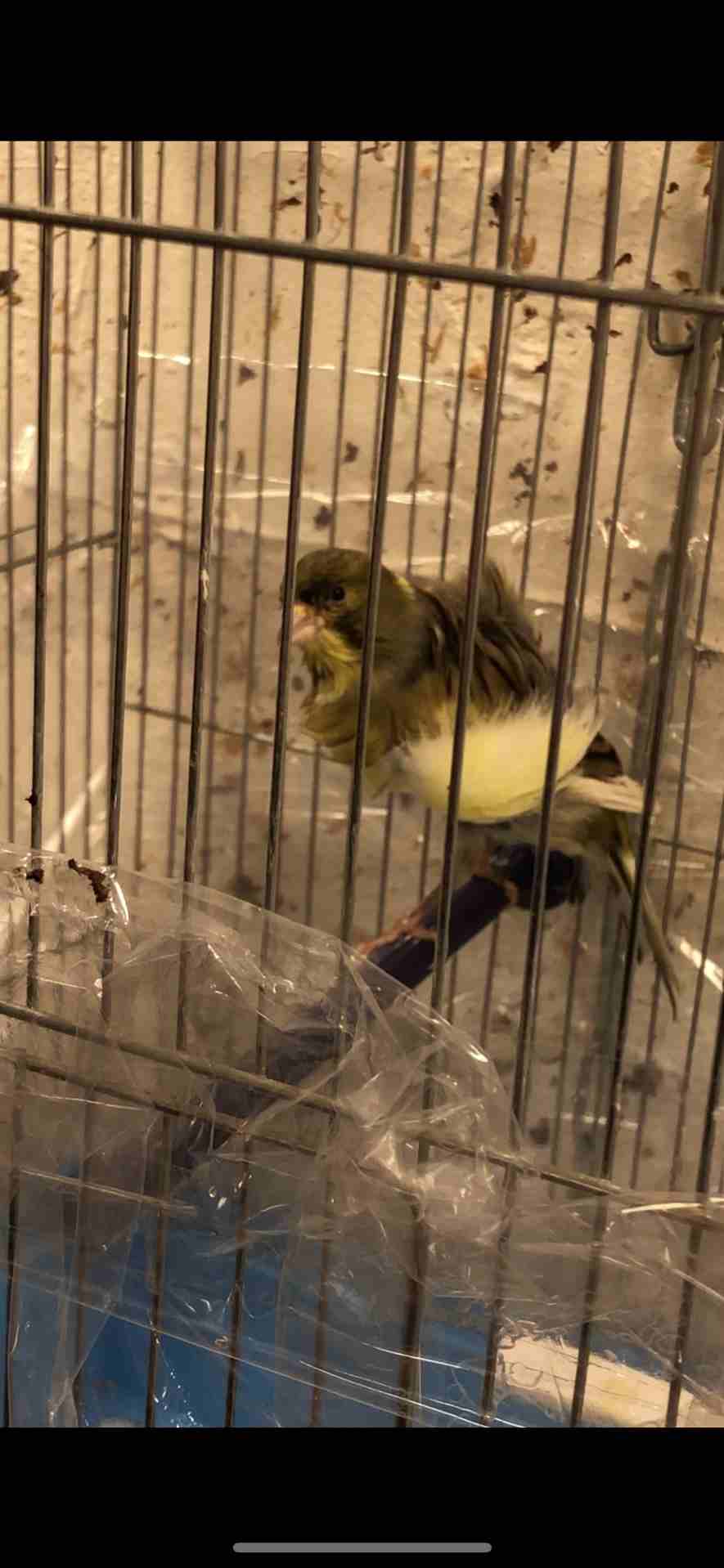 للبيع مع القفص فحل كنار آية من الجمال لون وصحة روعة زي النار في فيديو الو                                            


	 				لا تنسَ أنك شاهدت هذا الإعلان في عنكبوت...