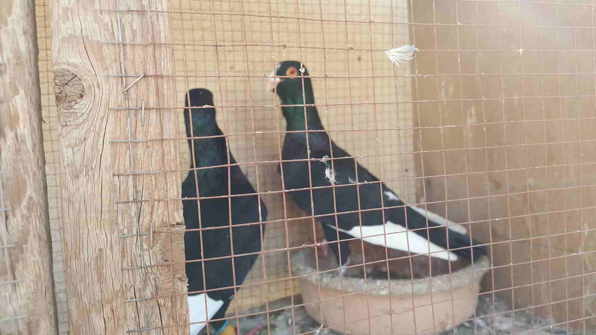 جواز للبيع او للبدل
لا تنسَ أنك شاهدت هذا الإعلان في عنكبوت
جوز مساويد سود بطردن على بيض
جوز كشا...
