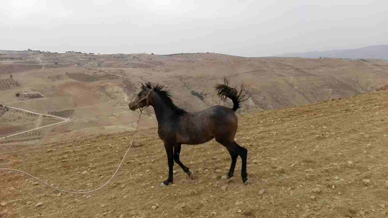 صويلح حي الكماليه                                            


	 				لا تنسَ أنك شاهدت هذا الإعلان في عنكبوت            
	 				
                            مهره عربيه العمر سنه و 3شهور  
الاستفسا...
