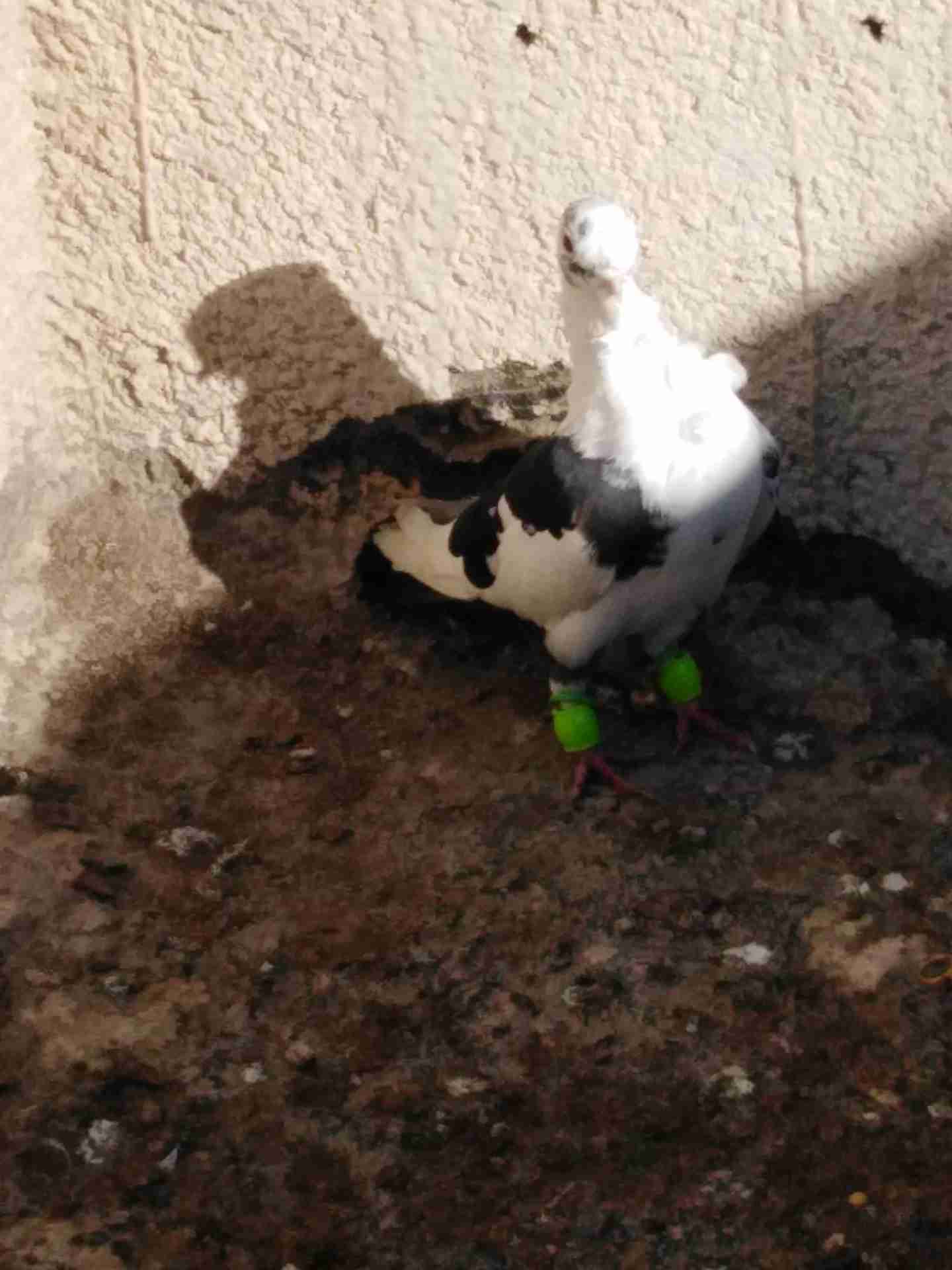جبل الزهور                                            


	 				لا تنسَ أنك شاهدت هذا الإعلان في عنكبوت            
	 				
                                طير حمام...