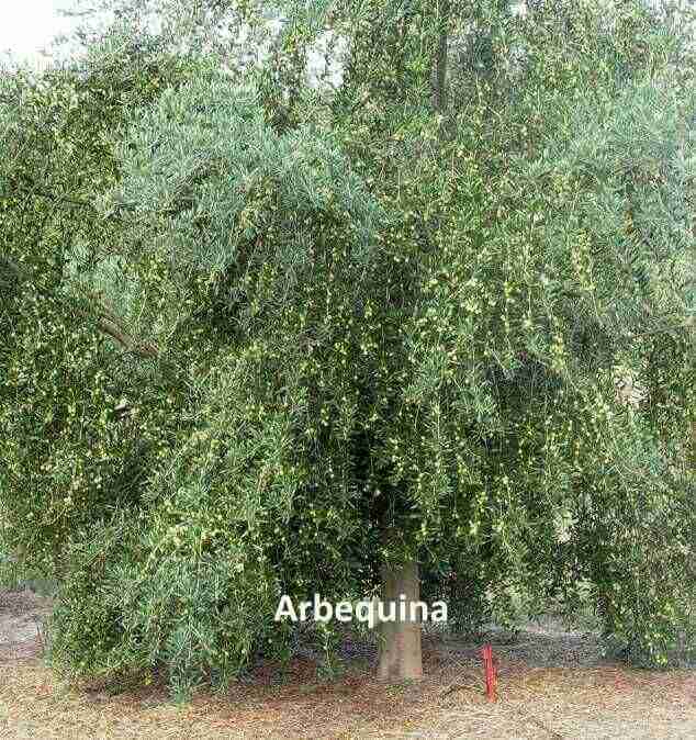 عمره سنه
سريع النمو كثيف الحمل
الاثمار ببدا بعمر سنتين
ا
لا تنسَ أنك شاهدت هذا الإعلان في عنكبوت...