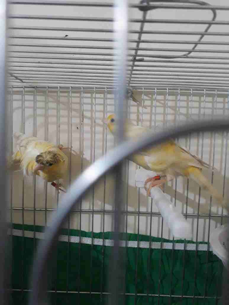 3اجواز كنار مفتلات وفي جوز مكنبرات للبيع بسعر مغري وفي حبه مفتله زيتوني مفتل
لا تنسَ أنك شاهدت هذا الإعلان في عنكبوت...