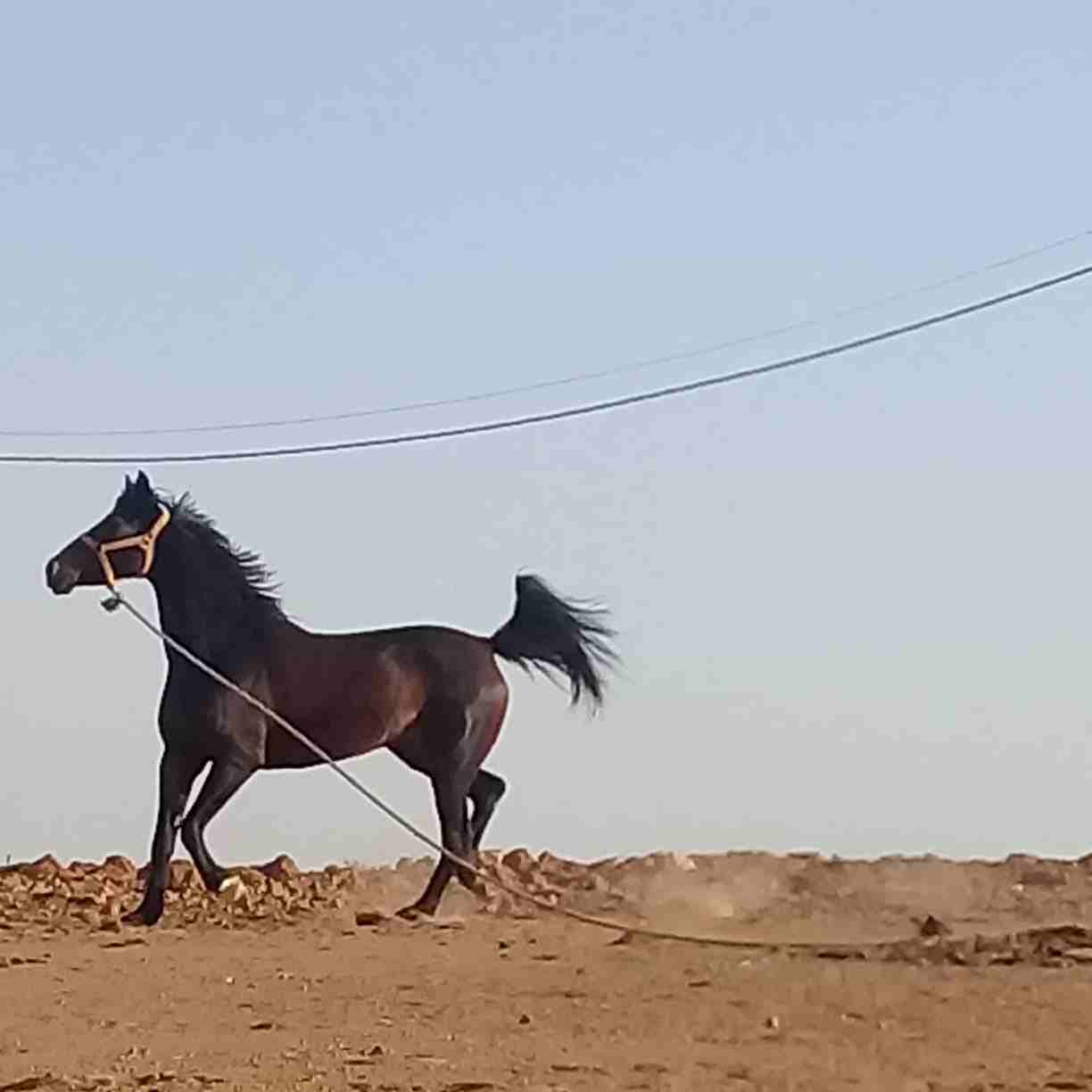 فرس للبيع
لا تنسَ أنك شاهدت هذا الإعلان في عنكبوت
فرس طيبة طيبة للبيع العمر 8 سنوات
شيخة ركوب خا...