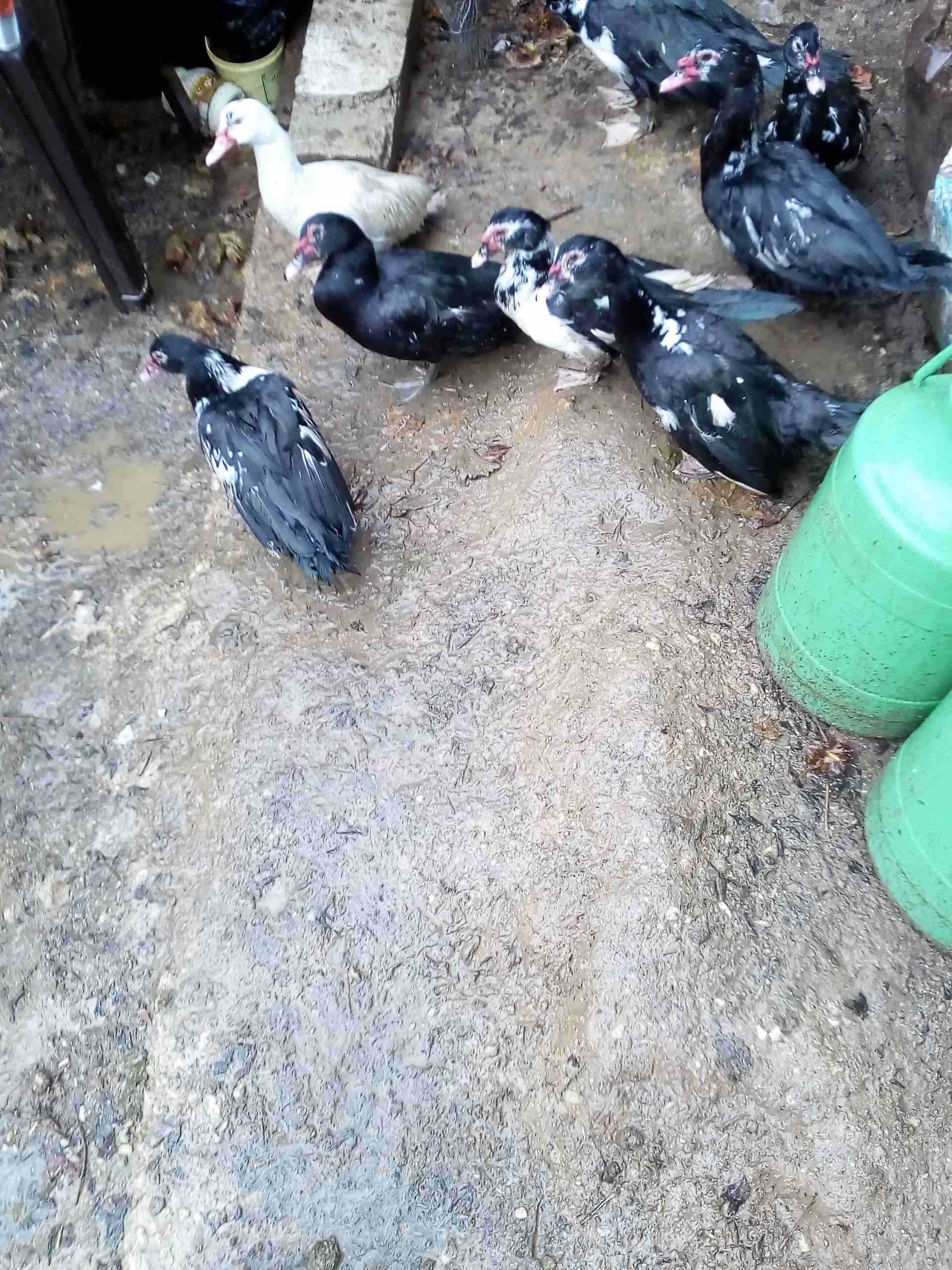 يوجد بط للبيع
لا تنسَ أنك شاهدت هذا الإعلان في عنكبوت
يوجد بط مكسوفي عدد8حبات ذكرين و6اناثي
صحة...