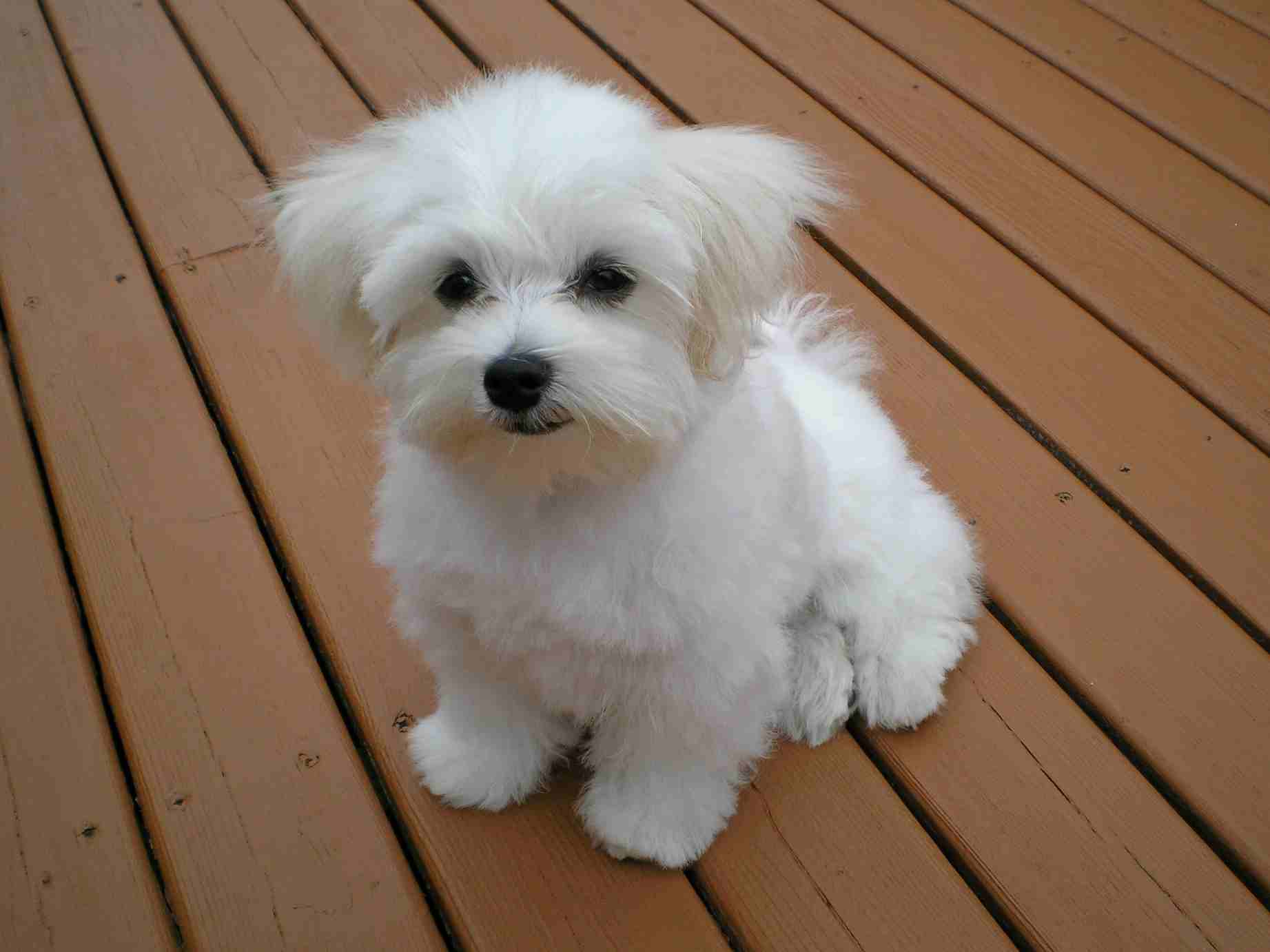 2 months Maltese Terrier
لا تنسَ أنك شاهدت هذا الإعلان في عنكبوت
كلب انثى مالتيز ترير لعوبة جدا و...
