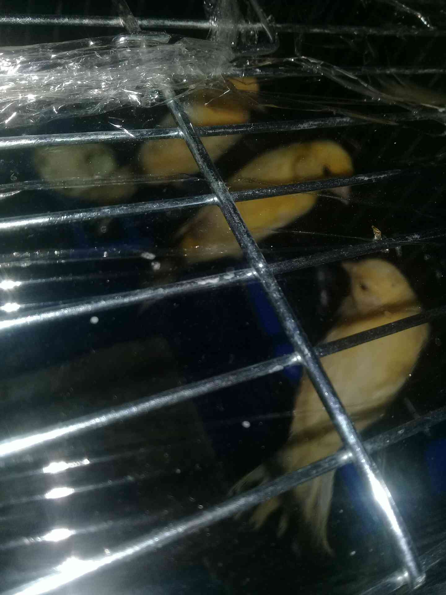 جبل الزهور
لا تنسَ أنك شاهدت هذا الإعلان في عنكبوت
بصلى على النبي 3 مخليف جزريات البيع سعر ال...
