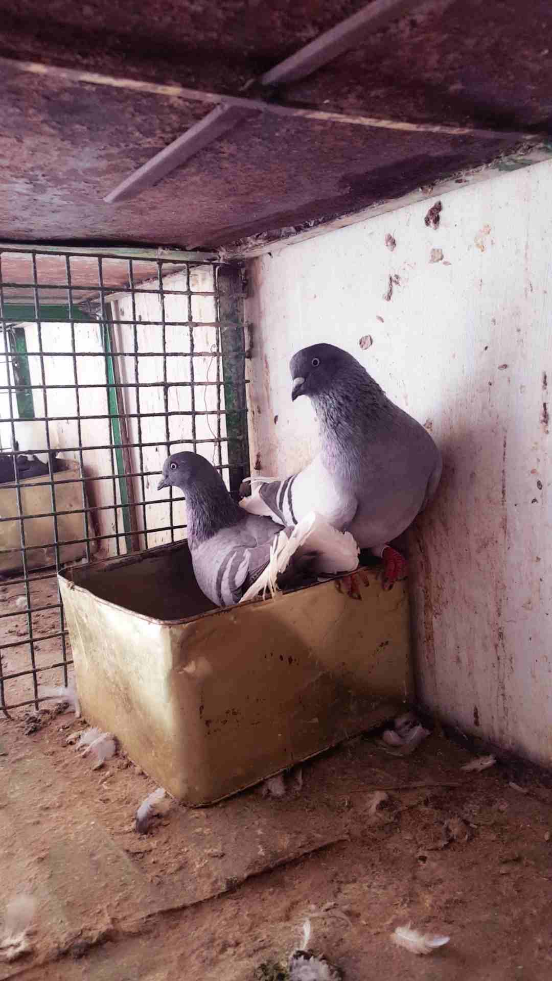 حمام جواز شغاله 100% بدل على كنار
لا تنسَ أنك شاهدت هذا الإعلان في عنكبوت
جواز حمام شغاله مع فراخ...