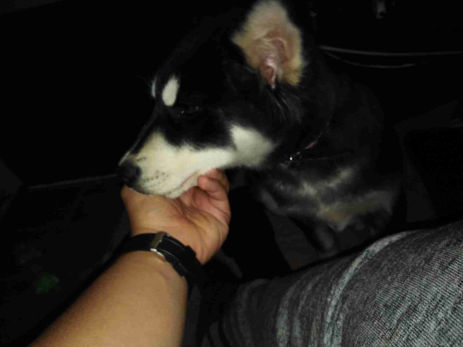 Siberian Husky // هاسكي
لا تنسَ أنك شاهدت هذا الإعلان في عنكبوت
للجادين فقط
العمر: 4.5 شهر...
