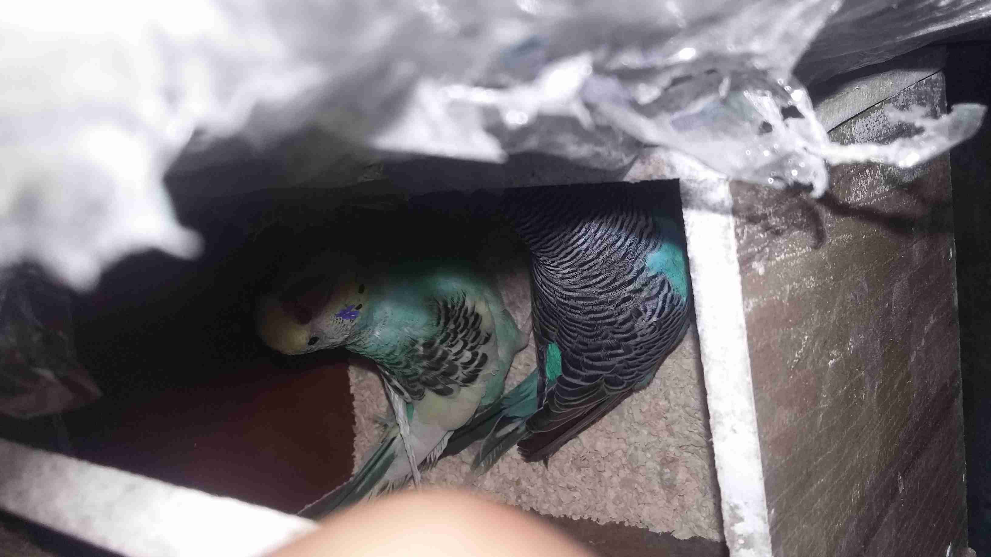 3 جواز حب شغلات ومكفولات للبيع                                            


	 				لا تنسَ أنك شاهدت هذا الإعلان في عنكبوت            
	 				
                                3 جواز حب شغلات ومكفول...