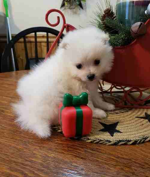 White Pomeranian puppies Looking for good home                                            


	 				لا تنسَ أنك شاهدت هذا الإعلان في عنكبوت            
	 				
                            1 female a...
