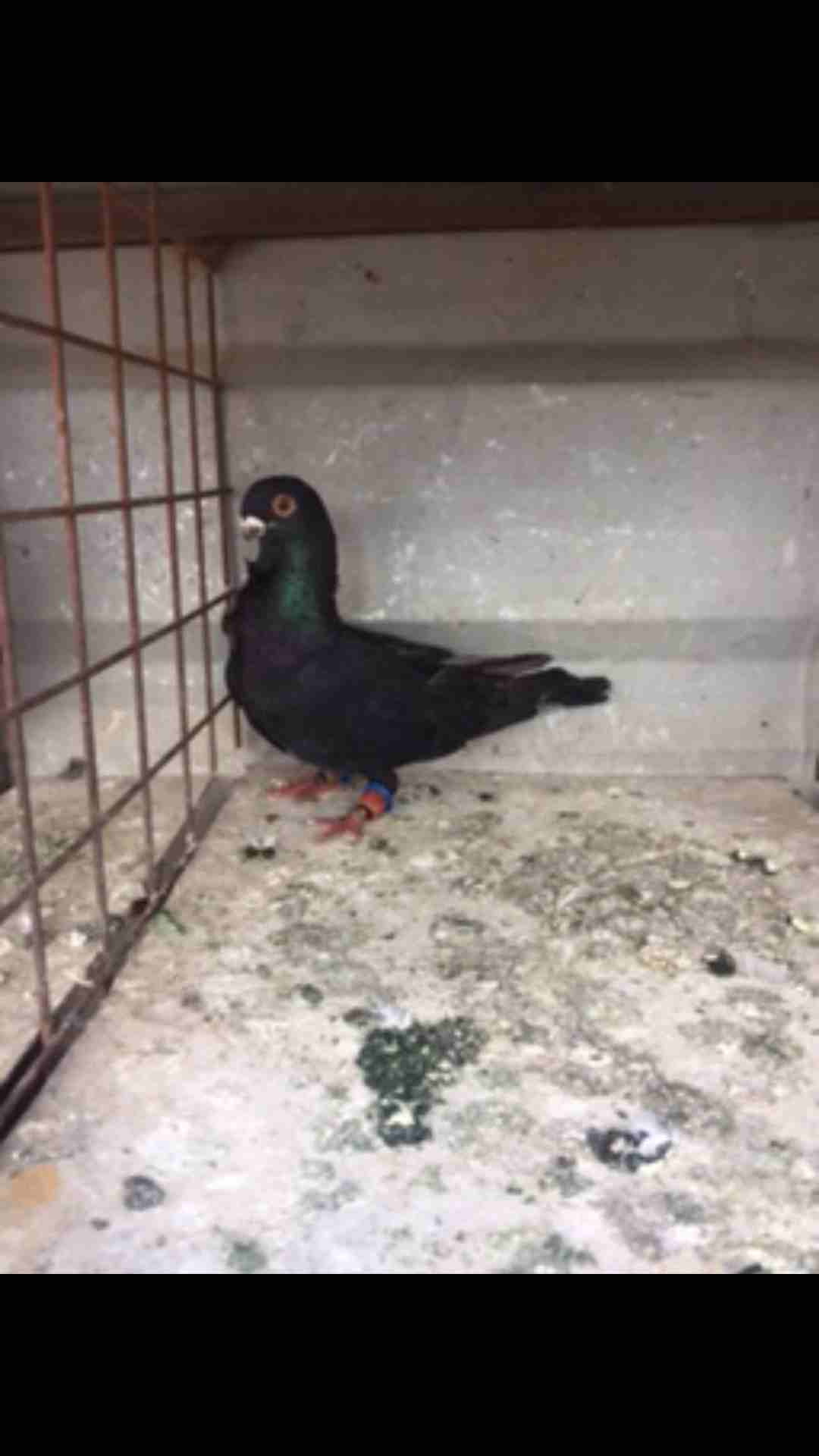 9طيور كش للبيع بسعر مغري
لا تنسَ أنك شاهدت هذا الإعلان في عنكبوت
الطيور كش كلهم فحول
عدد 9 للبيع...
