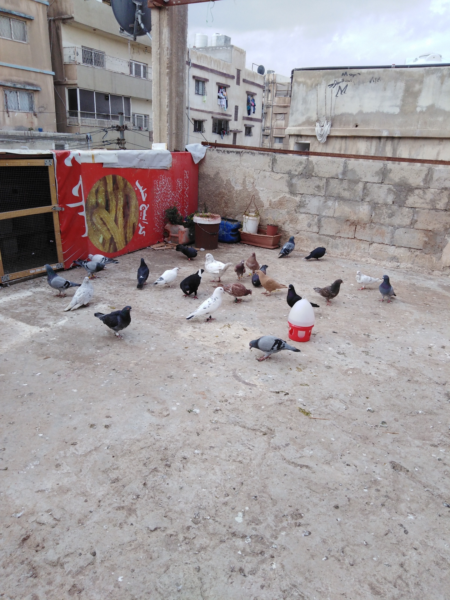 حمام للبيع كامله حي نزال
لا تنسَ أنك شاهدت هذا الإعلان في عنكبوت
كشه حمام كامله بفراخها وبيضه...