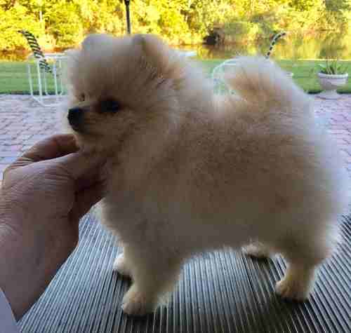 White Pomeranian puppies Looking for good home
لا تنسَ أنك شاهدت هذا الإعلان في عنكبوت
1 female a...