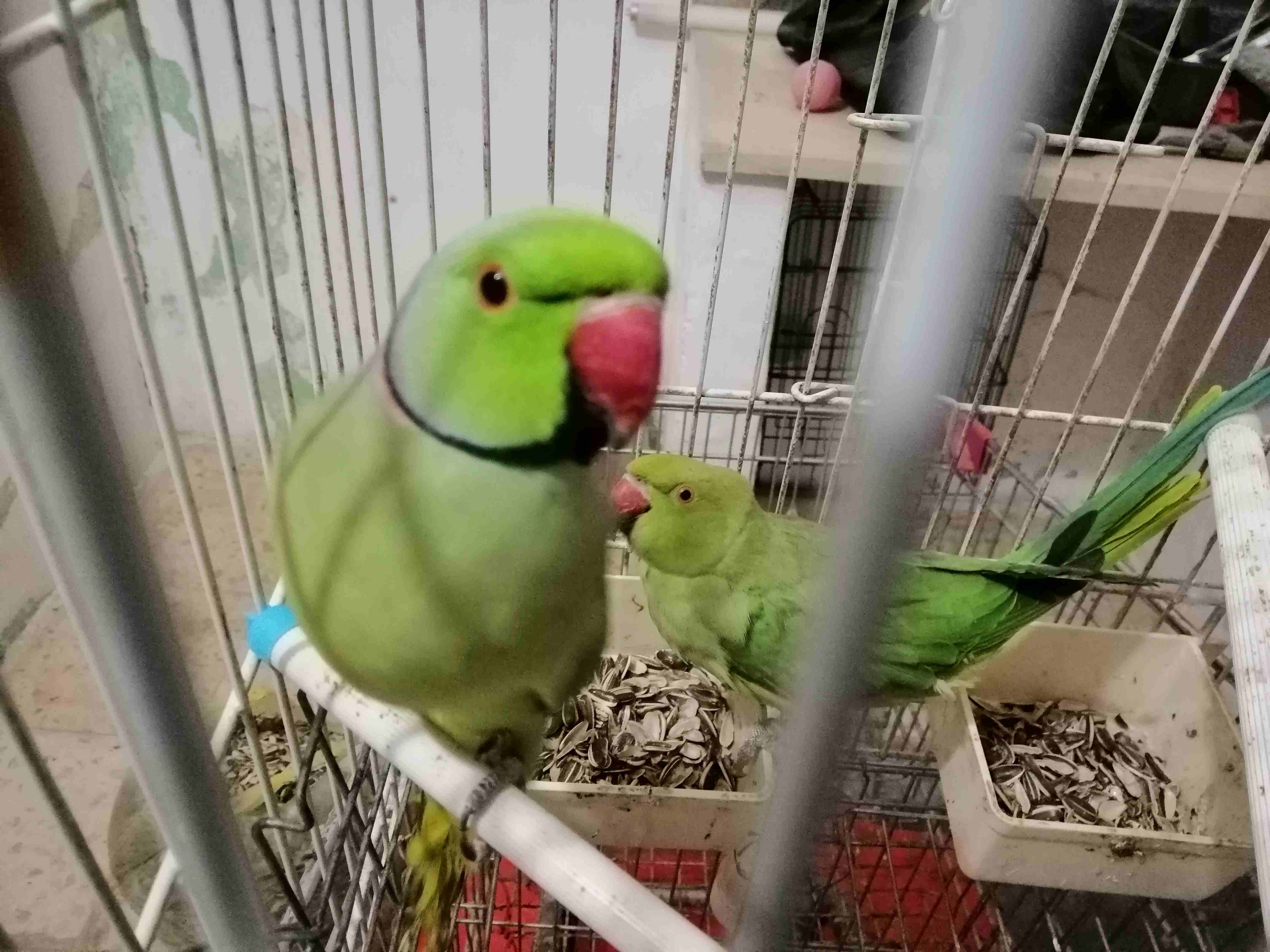 جوز دره ذكر وأنثى للبدل                                            


	 				لا تنسَ أنك شاهدت هذا الإعلان في عنكبوت            
	 				
                            جوز دره ذكر وأنثى للبدل كمبريصه ه...