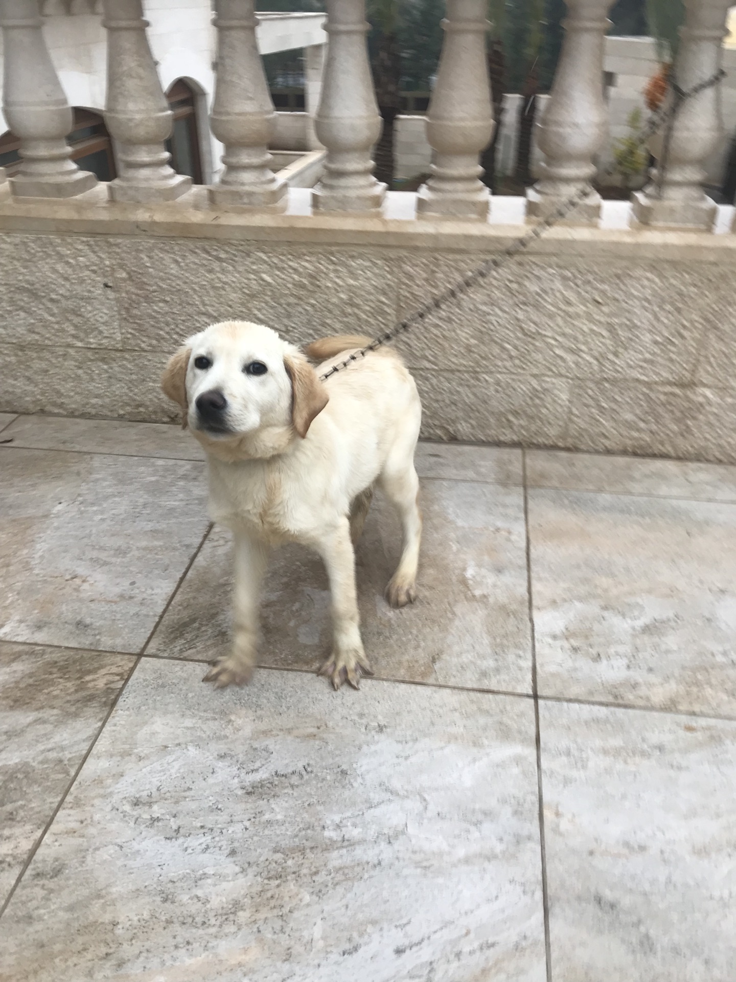 100% pure Labrador Retriever puppy for sale
لا تنسَ أنك شاهدت هذا الإعلان في عنكبوت
6 months...