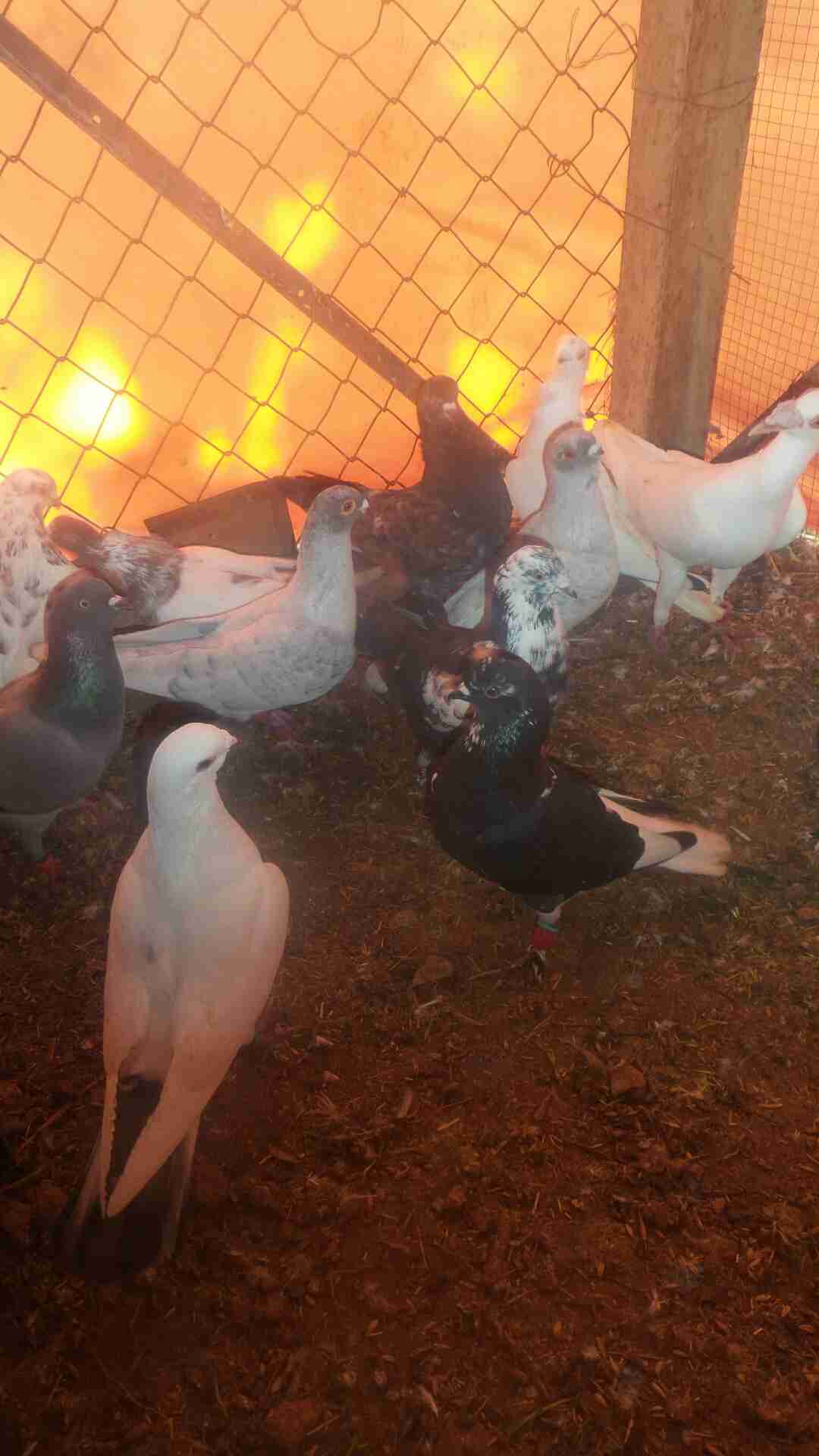 في 40حبه كلها نخب مافيها طير كبير وفيها 4طواير اسماء
لا تنسَ أنك شاهدت هذا الإعلان في عنكبوت...