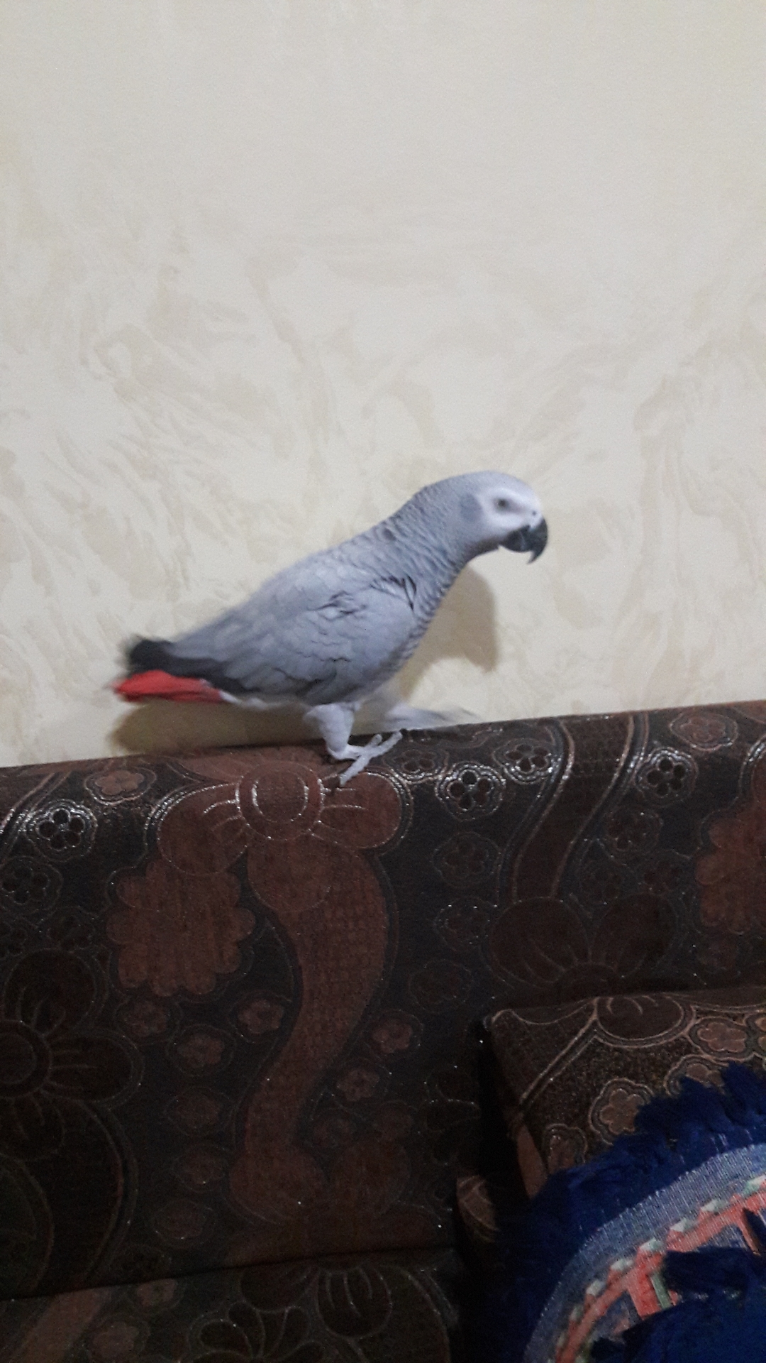 كاسكو سوبر سوبر جانبو لون ثلجي بحكي فوق ال 50 كلمة اليف عجينه
لا تنسَ أنك شاهدت هذا الإعلان في عنكبوت...