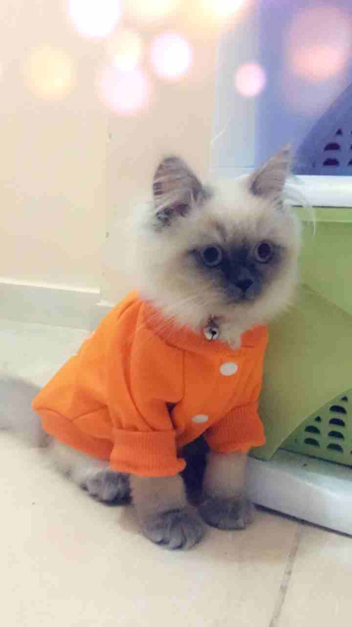 قطة هيمالايا للبيع بسعر مغري
لا تنسَ أنك شاهدت هذا الإعلان في عنكبوت
انثى هيمالايا العمر اربع اشه...