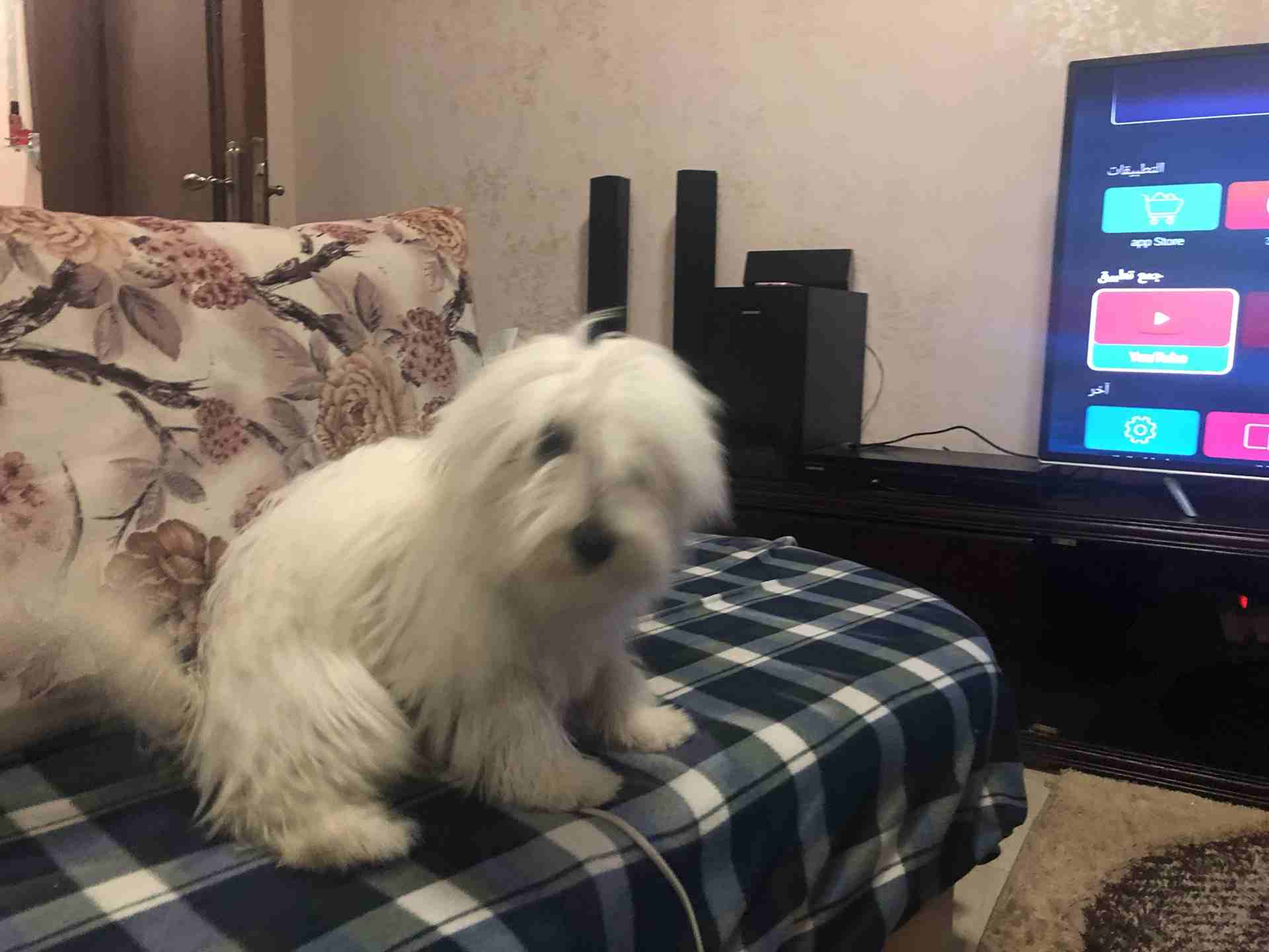 فرنش تيريير -french terrier
لا تنسَ أنك شاهدت هذا الإعلان في عنكبوت
french terrier pure 100%
Fema...