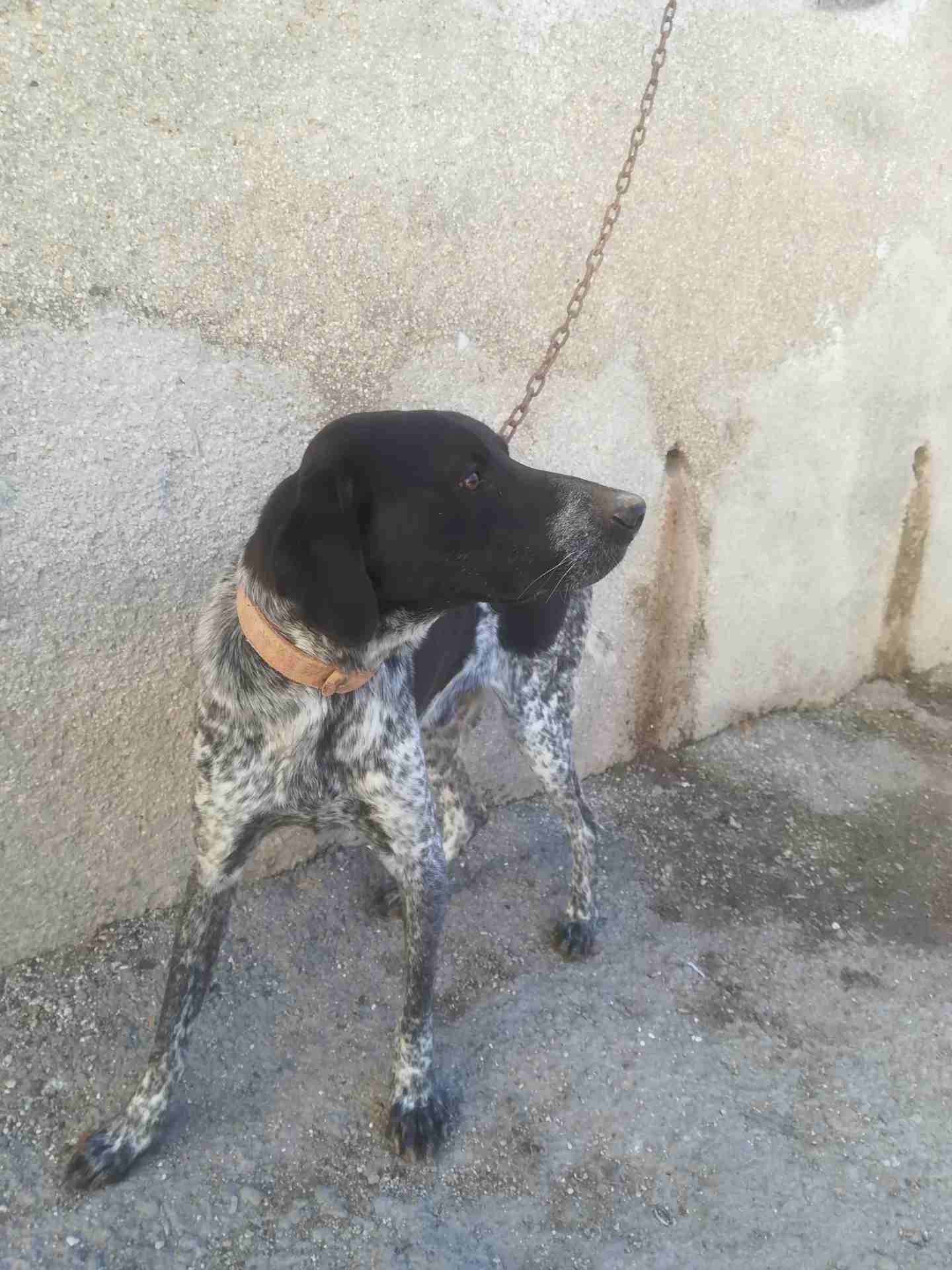 كلب بندوق بونتر
لا تنسَ أنك شاهدت هذا الإعلان في عنكبوت
كلب بندوق بونتر العمر سنه وشهرين غشيم ماخ...