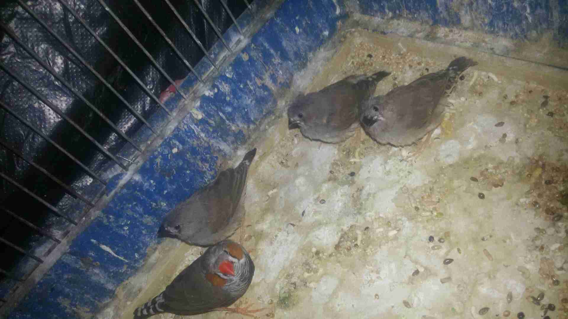 للبيع جوز جنه الفحل مقنبر عادي اطيرا هاف ورانج معهم 4 افراخ في فرخ مقنبر
لا تنسَ أنك شاهدت هذا الإعلان في عنكبوت...